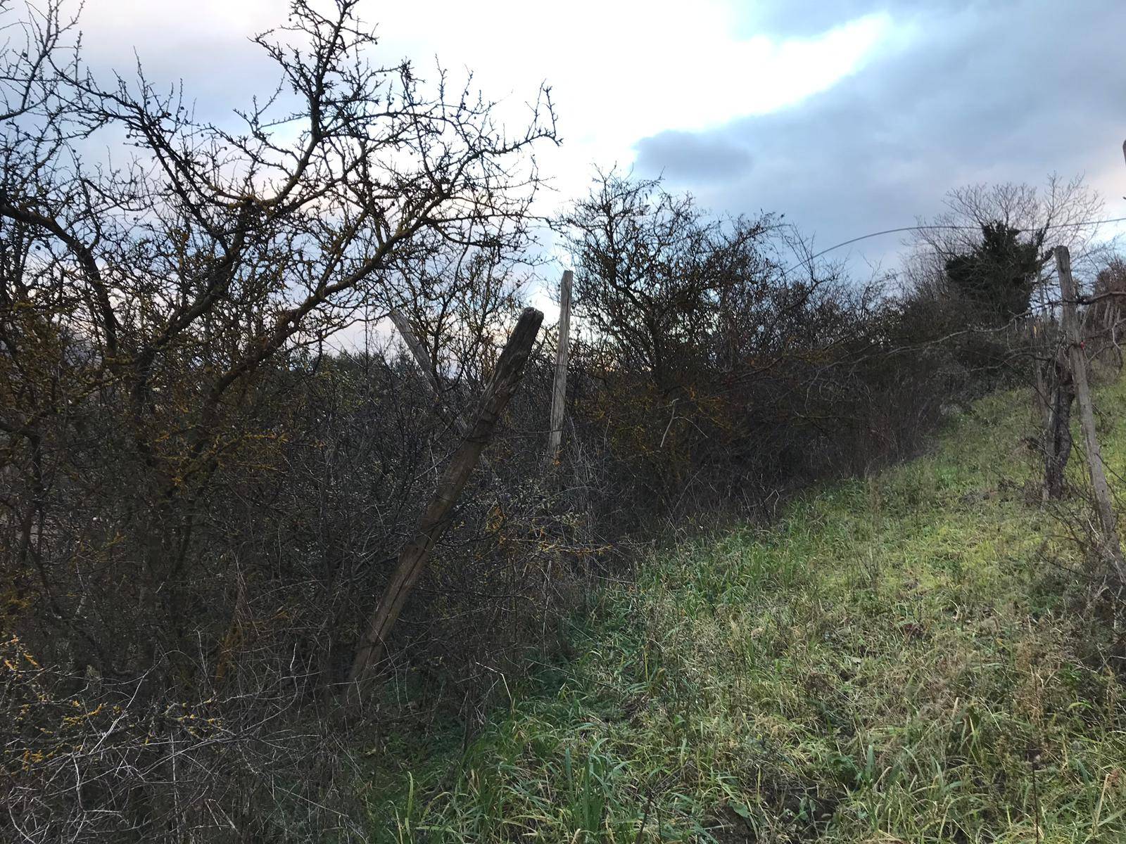 AGRICOLO in vendita a Foglianise