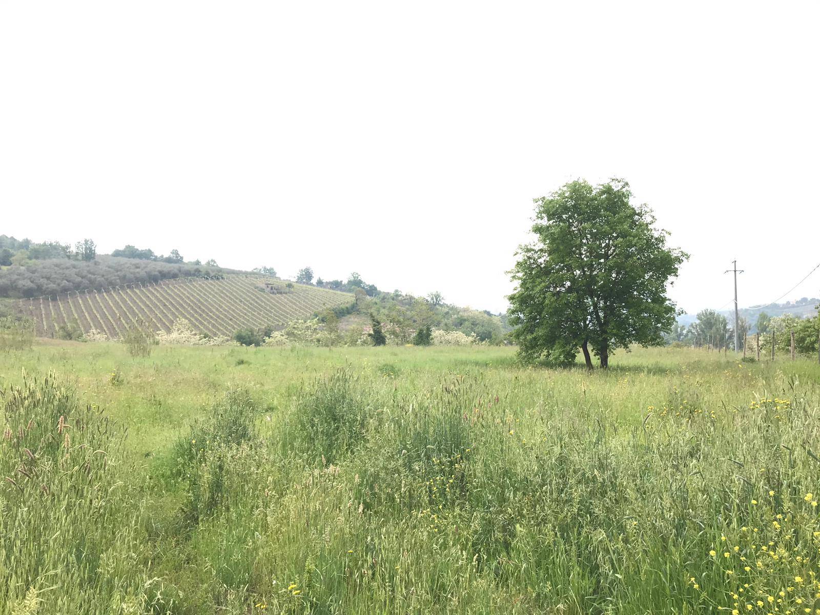 AGRICOLO in vendita a Benevento