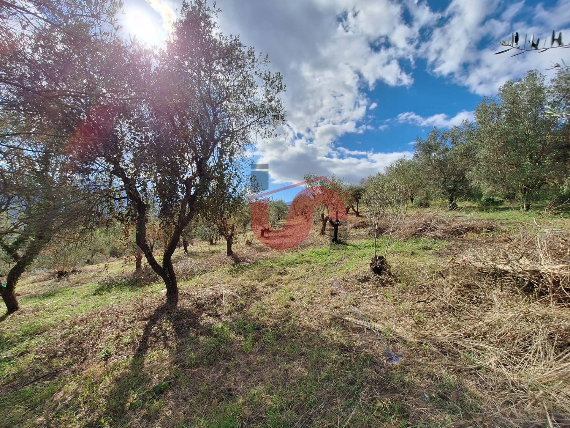 AGRICOLO in vendita a Foglianise, Giovanni Viglione