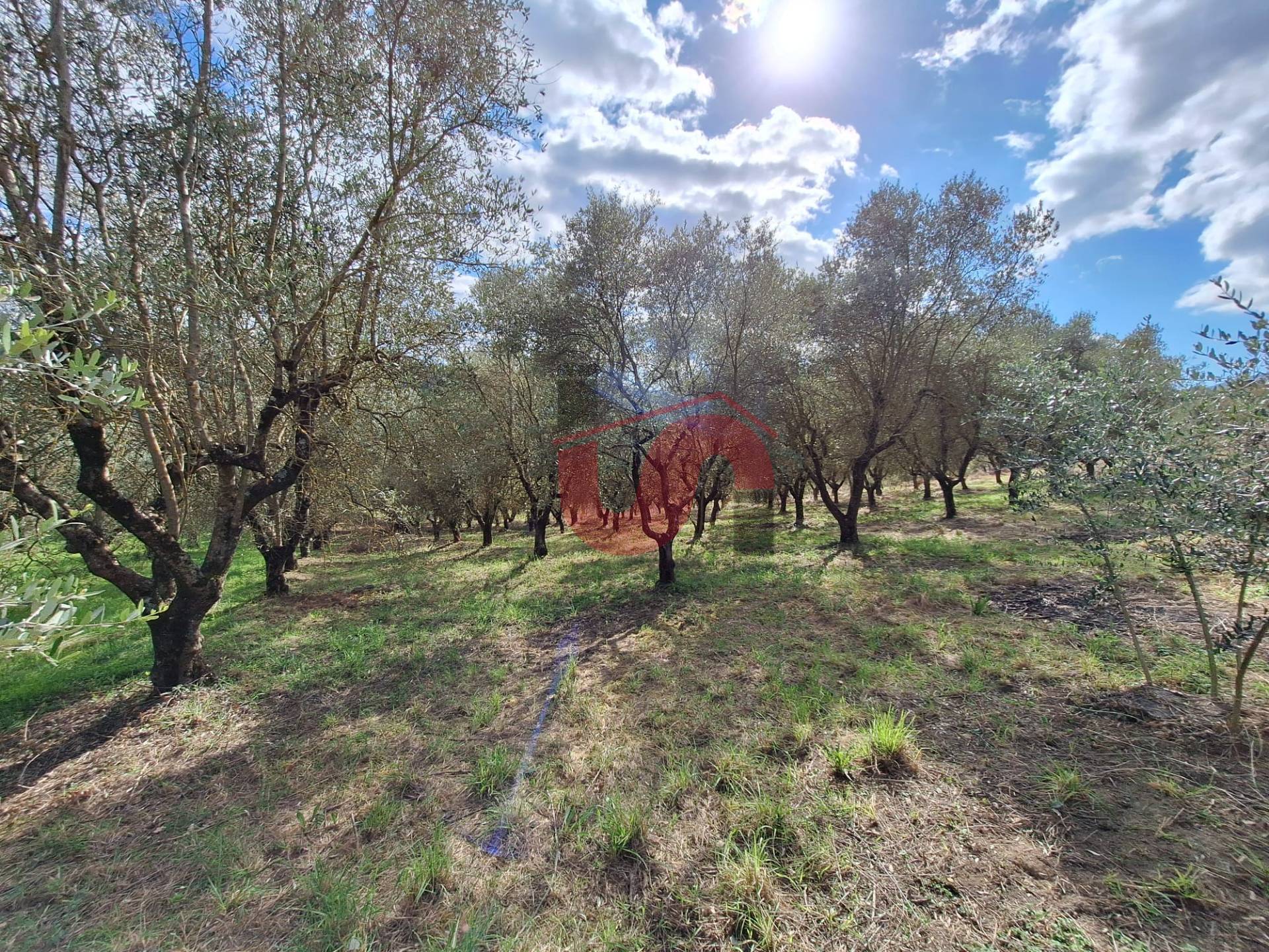 AGRICOLO in vendita a Foglianise, Giovanni Viglione