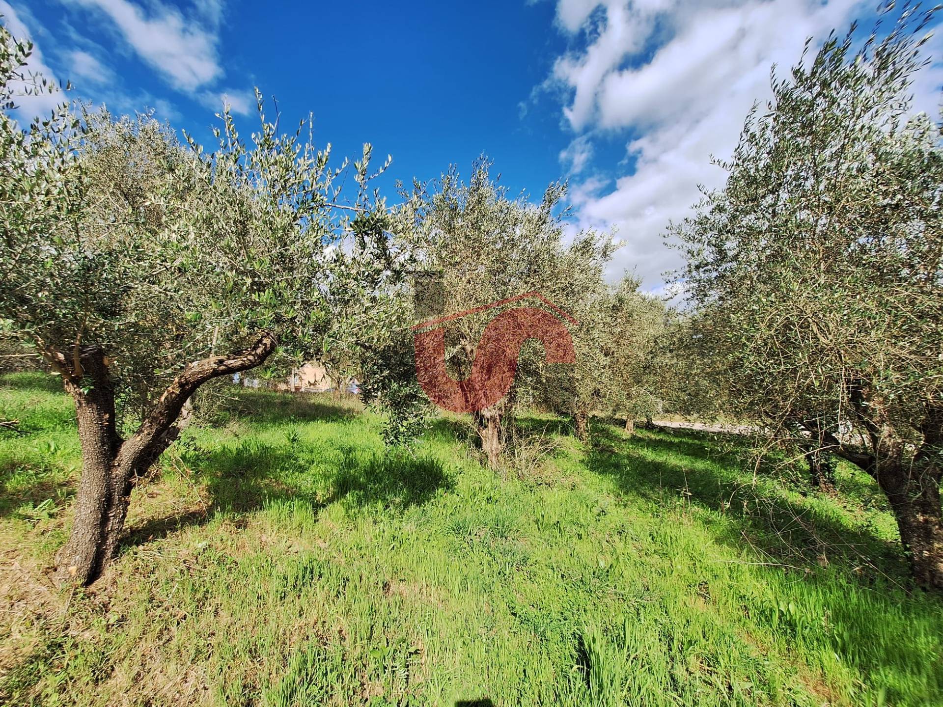 AGRICOLO in vendita a Foglianise, Giovanni Viglione
