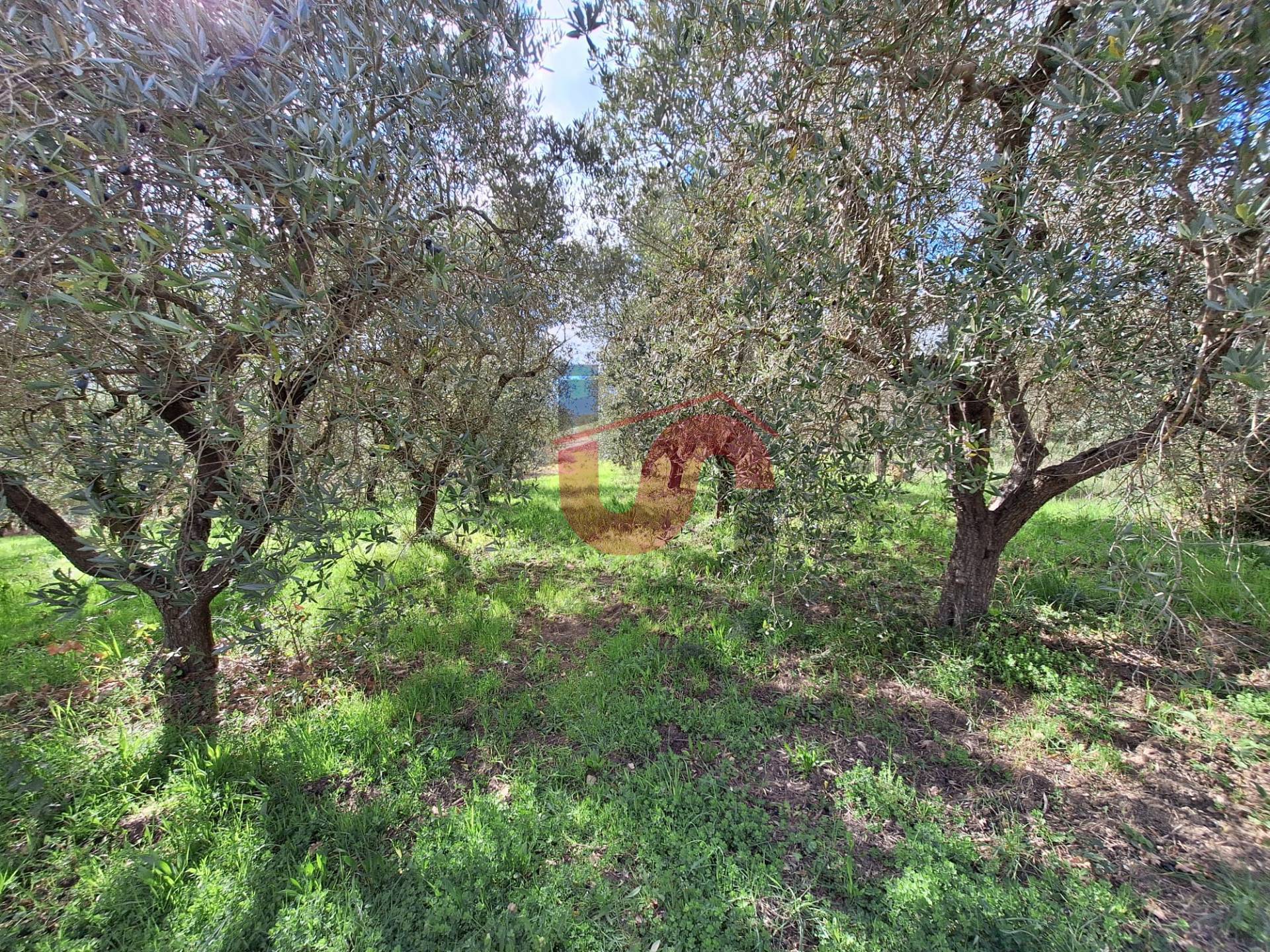 AGRICOLO in vendita a Foglianise, Giovanni Viglione