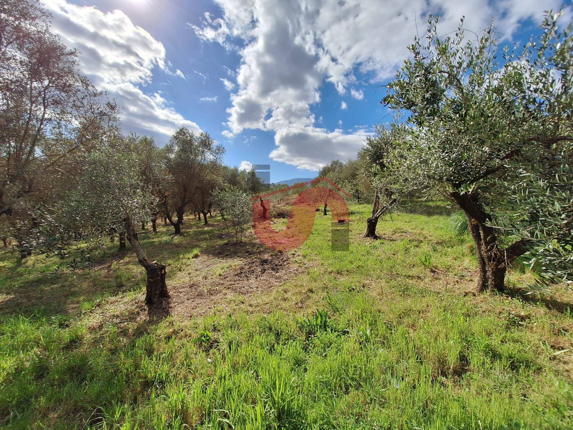 AGRICOLO in vendita a Foglianise, Giovanni Viglione