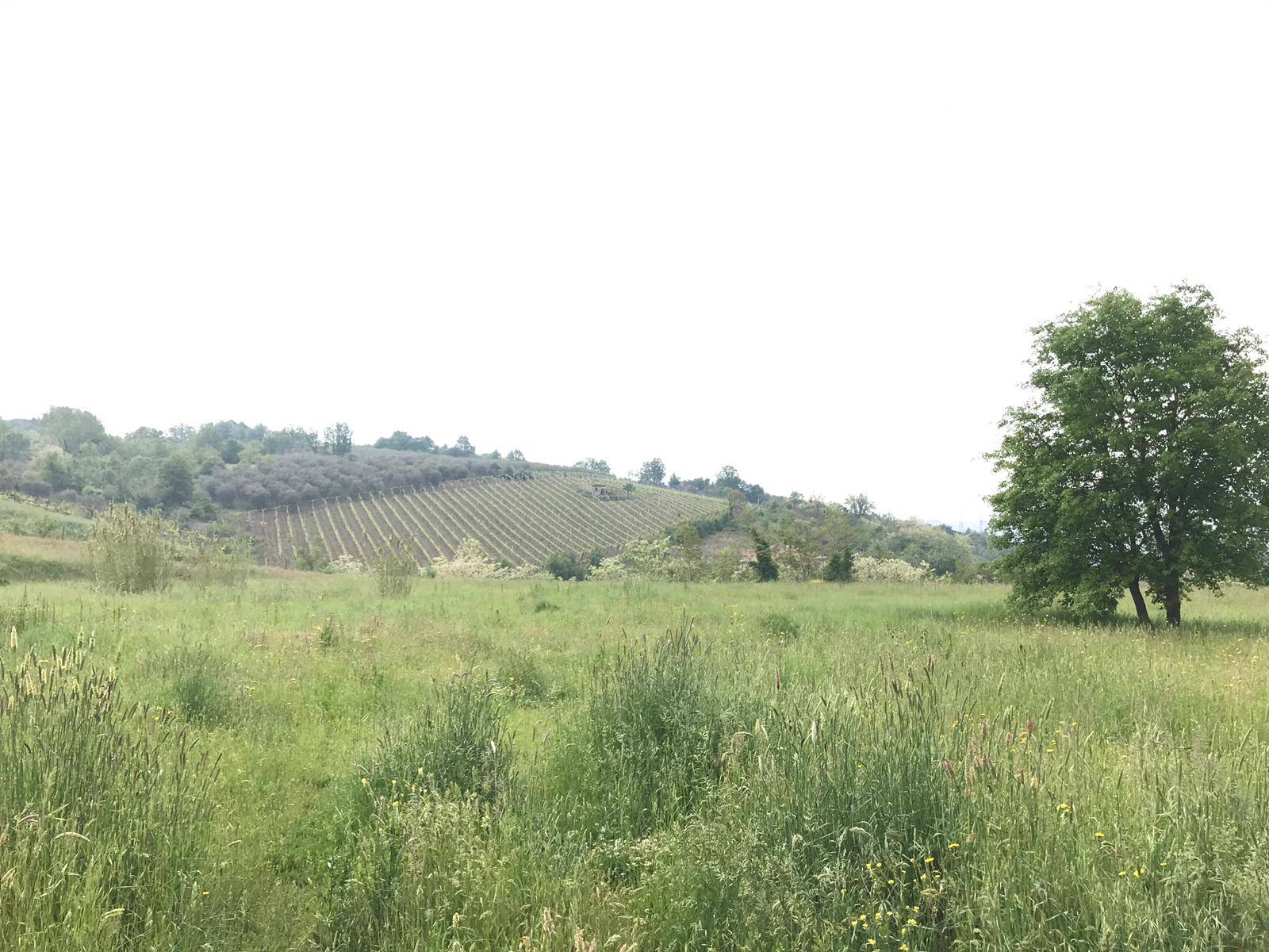 AGRICOLO in vendita a Benevento