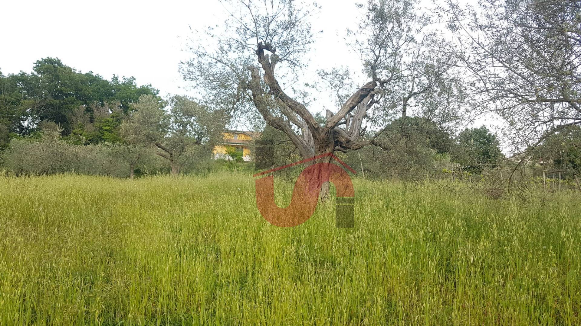 Terreno Agricolo in vendita a Foglianise