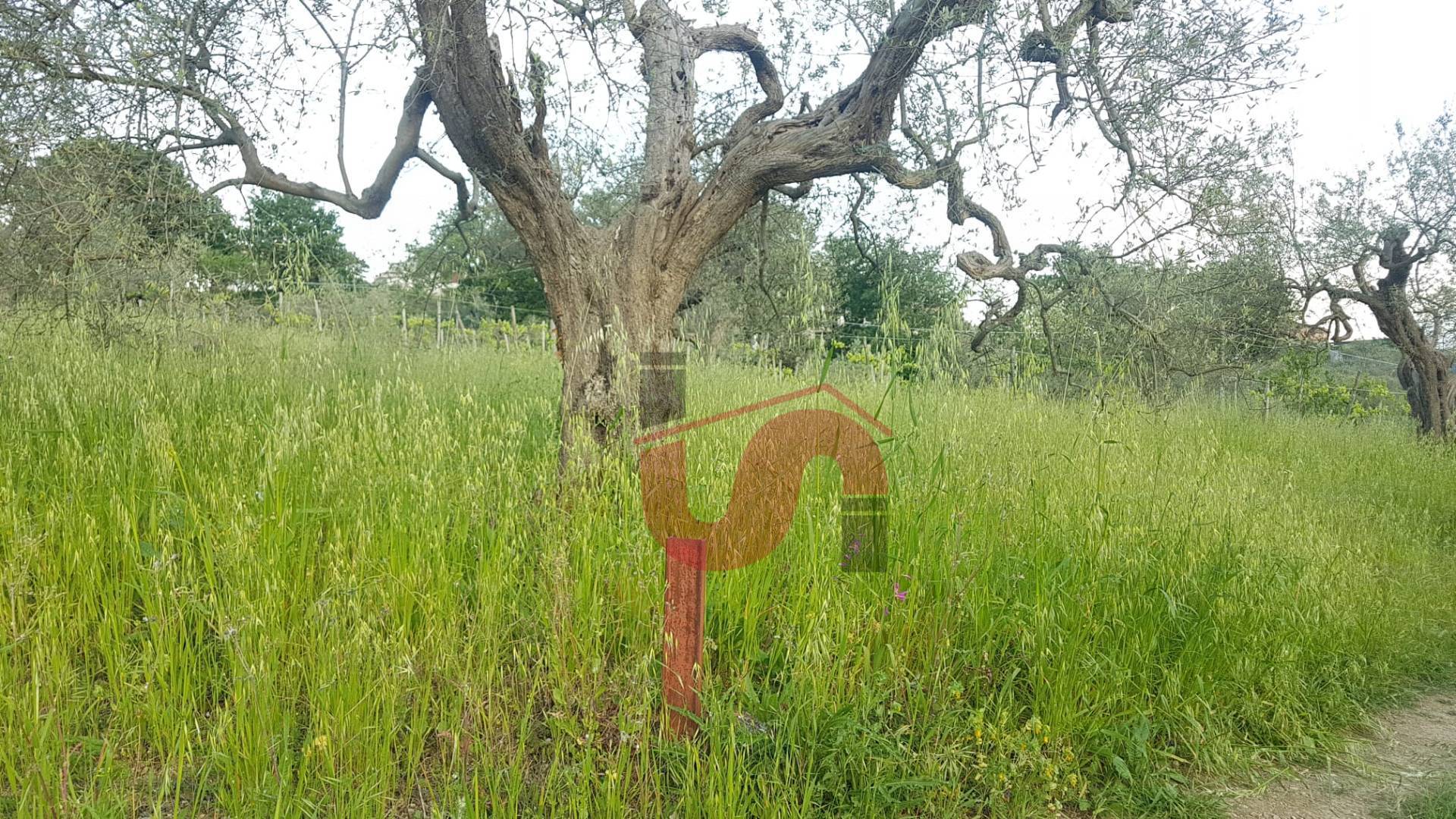 Terreno Agricolo in vendita a Foglianise