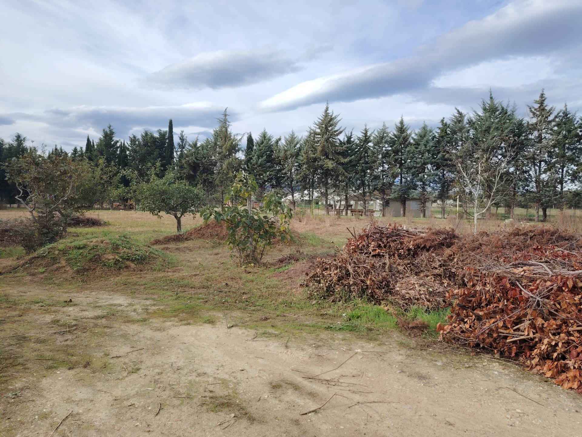 Terreno Agricolo in vendita a Collecorvino, Congiunti