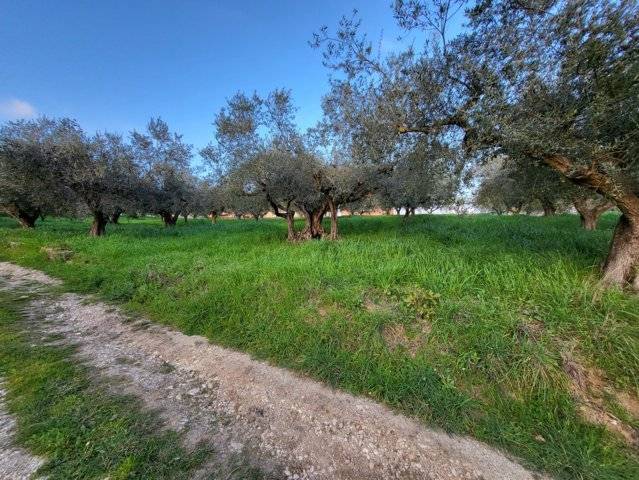 Terreno edificabile in vendita a Montesilvano