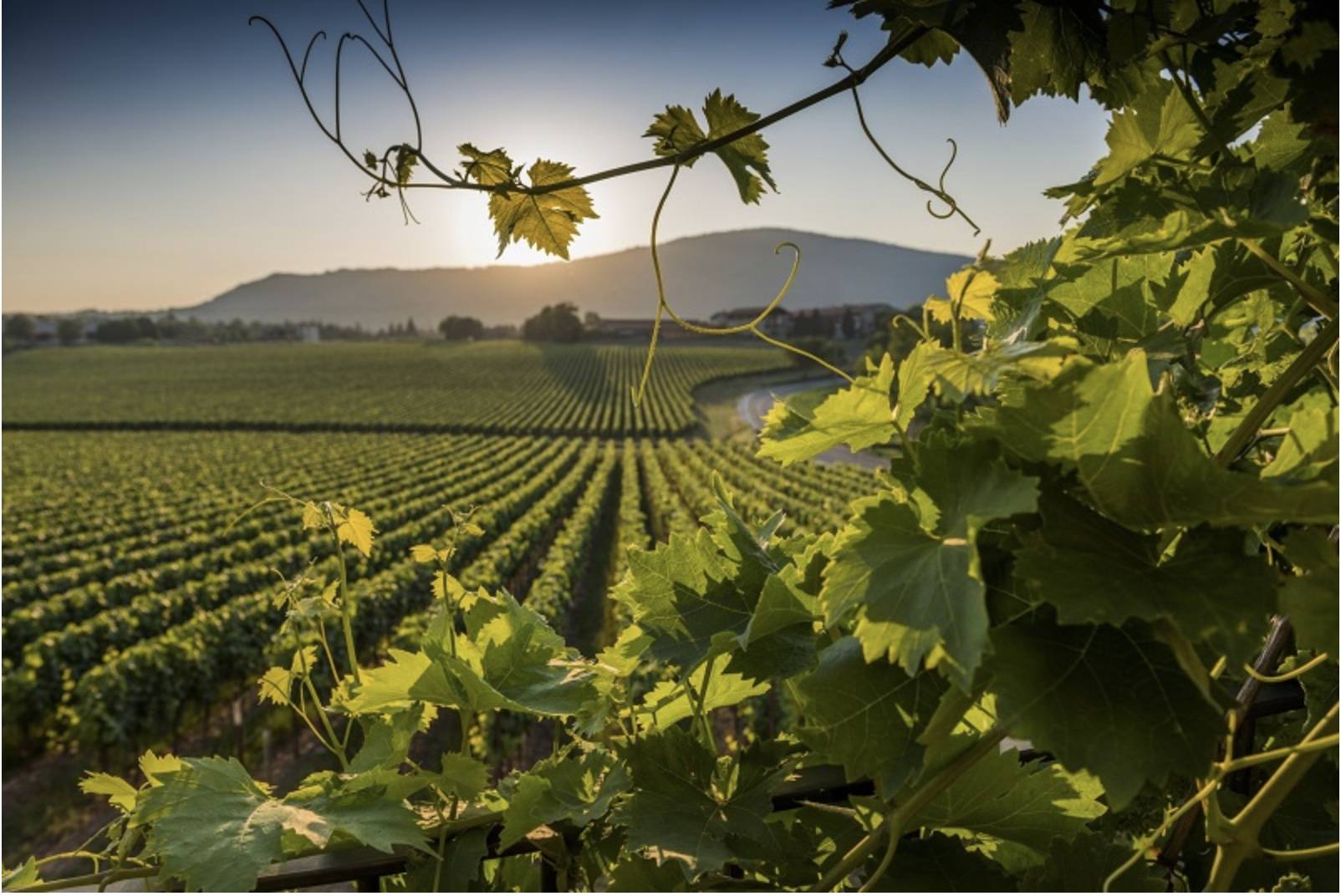 Terreno Agricolo in vendita a Pozzolengo