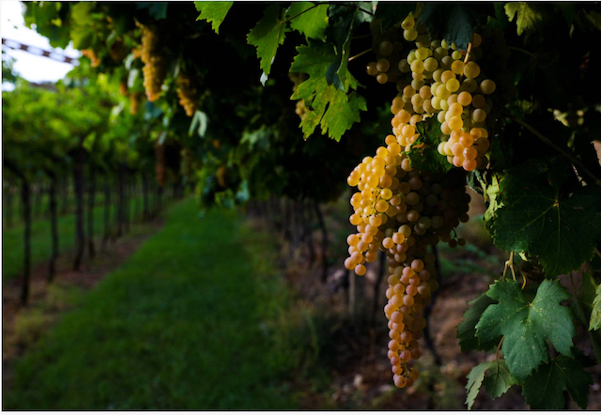 Terreno Agricolo in vendita a Pozzolengo