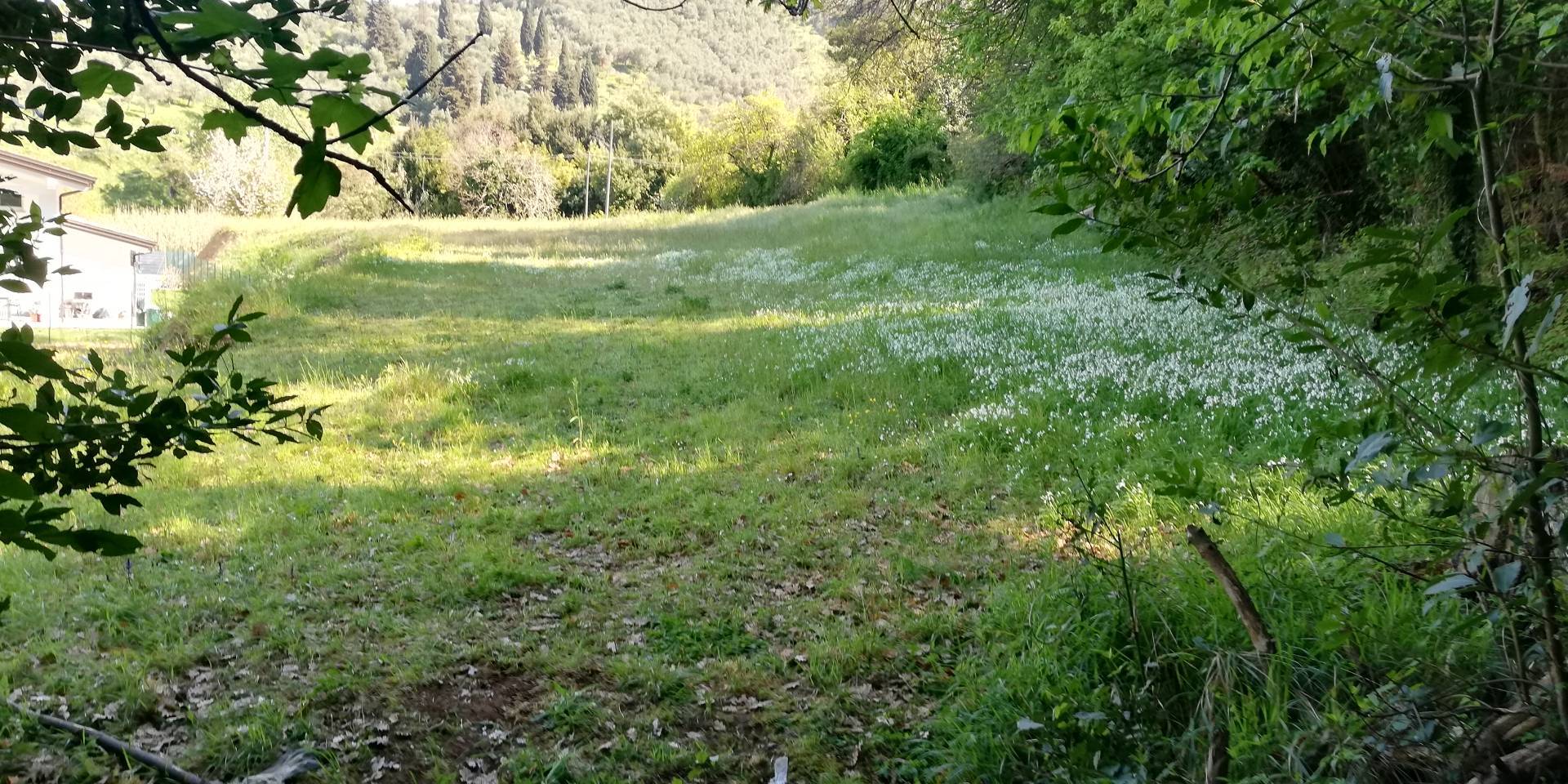 Terreno Agricolo in affitto a Massarosa, Piano di Mommio