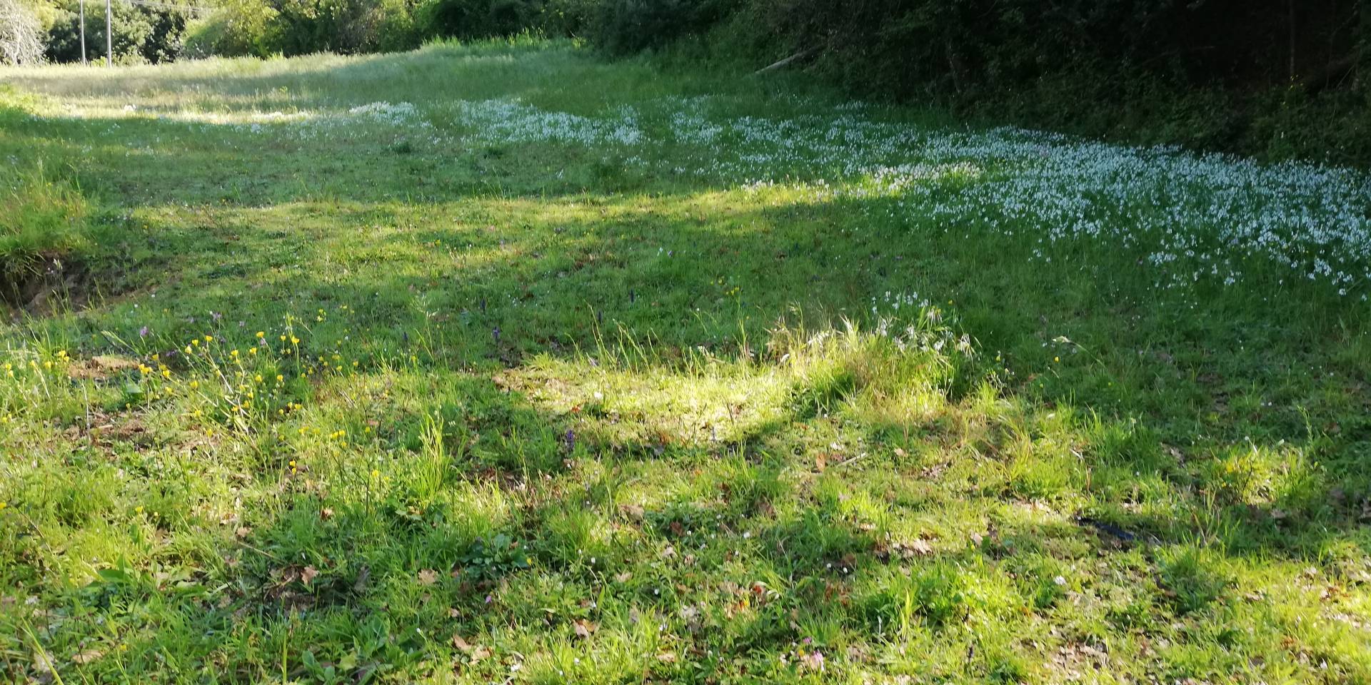 Terreno Agricolo in affitto a Massarosa, Piano di Mommio