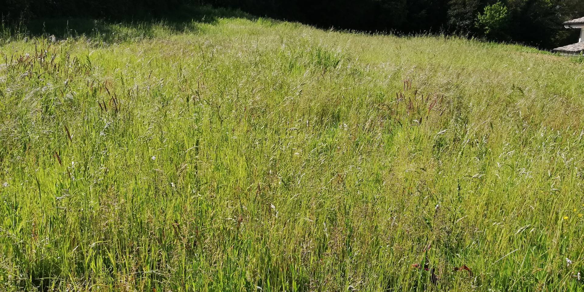 Terreno Agricolo in affitto a Massarosa, Piano di Mommio