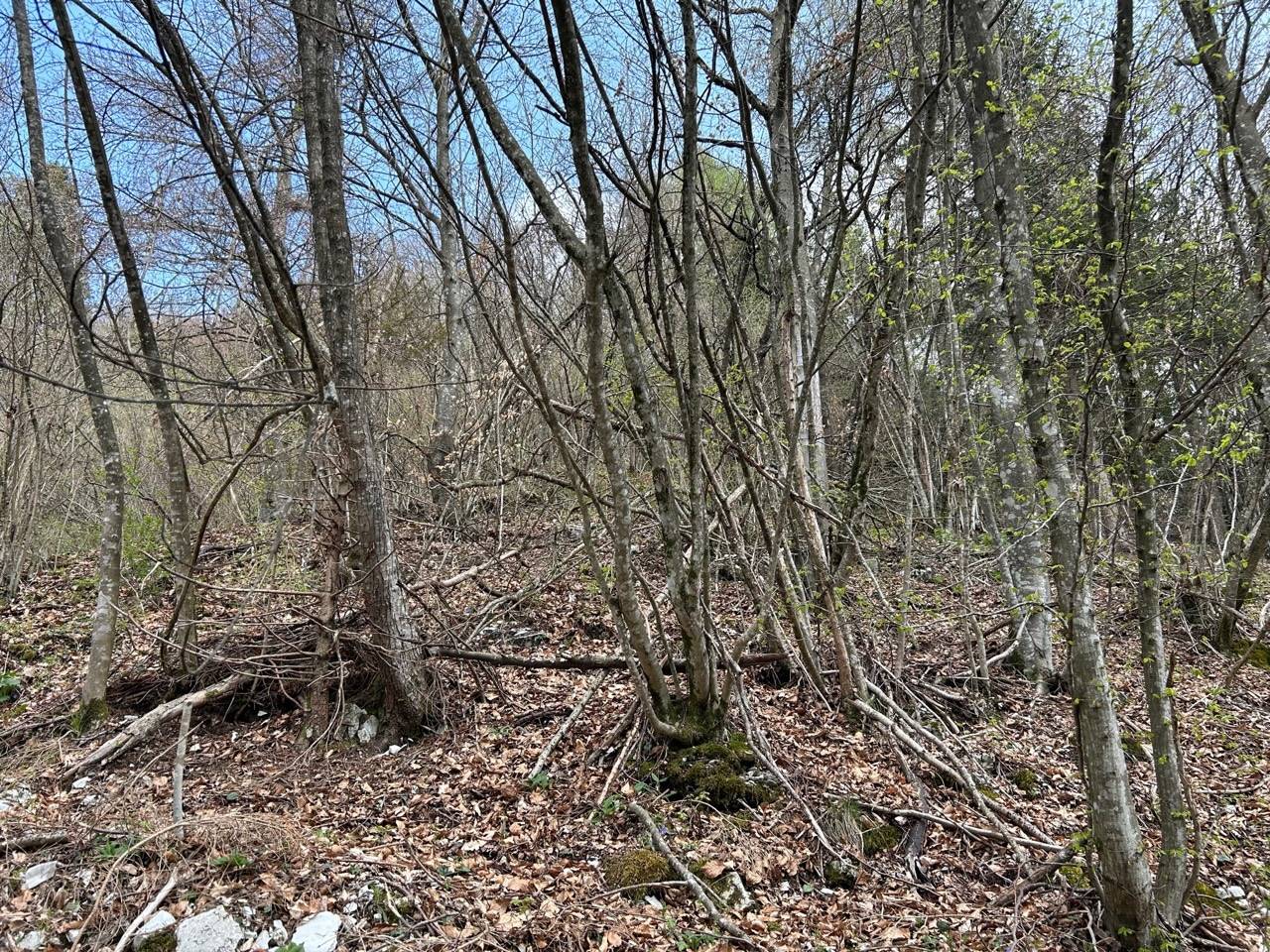 Terreno Agricolo in vendita a Borgo Valbelluna