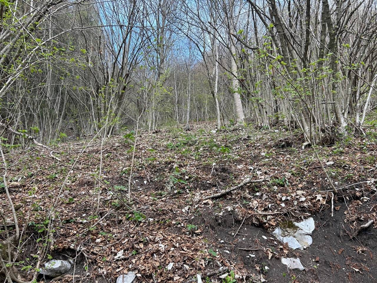 Terreno Agricolo in vendita a Borgo Valbelluna