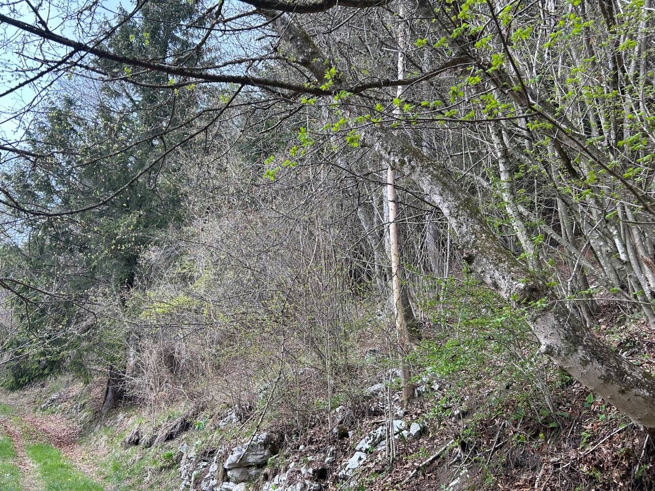 Terreno Agricolo in vendita a Borgo Valbelluna