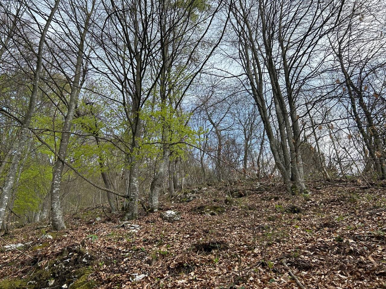Terreno Agricolo in vendita a Borgo Valbelluna