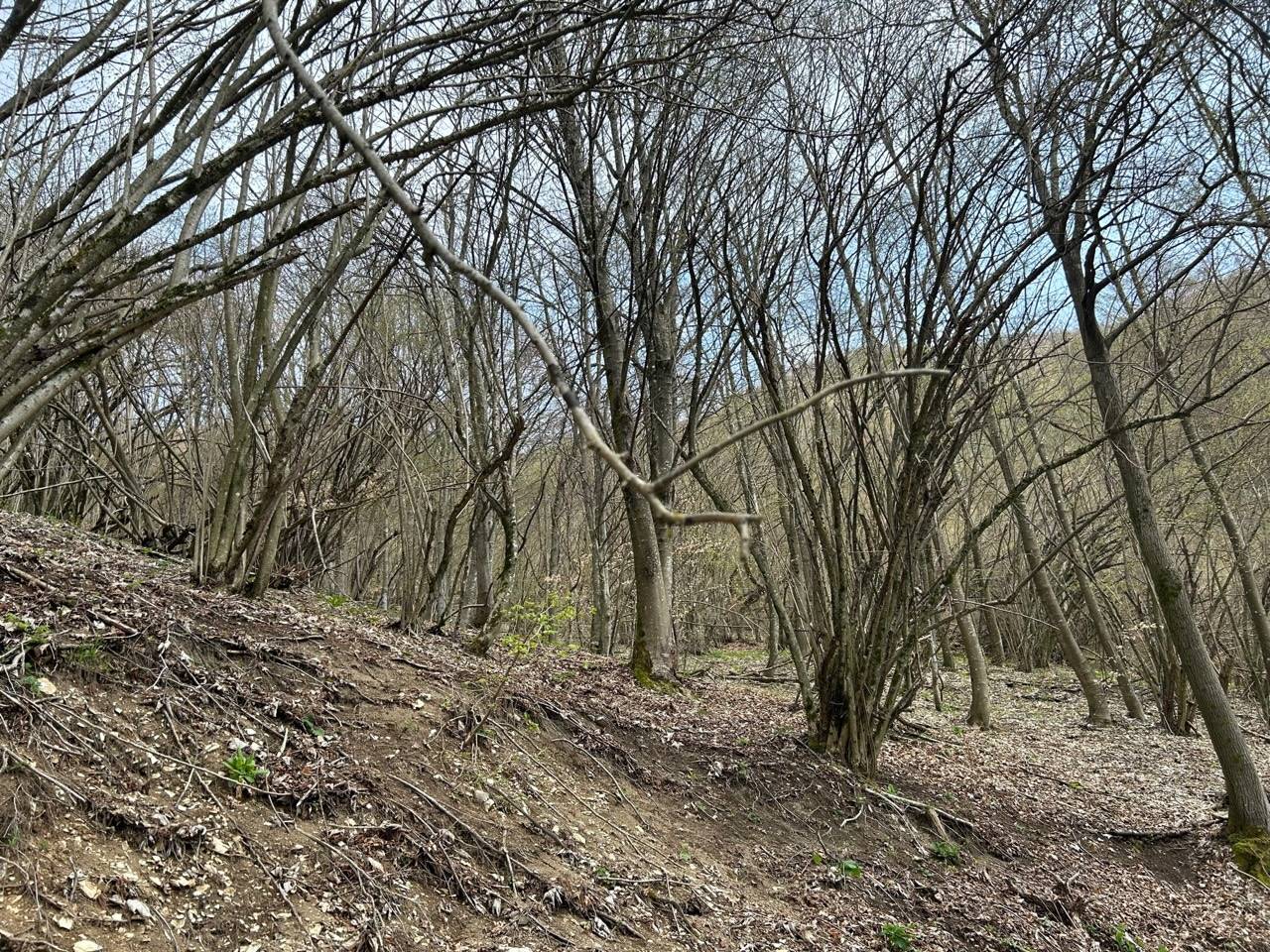 Terreno Agricolo in vendita a Borgo Valbelluna