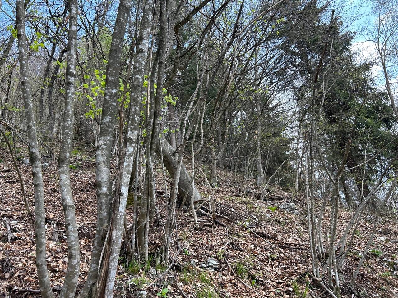 Terreno Agricolo in vendita a Borgo Valbelluna