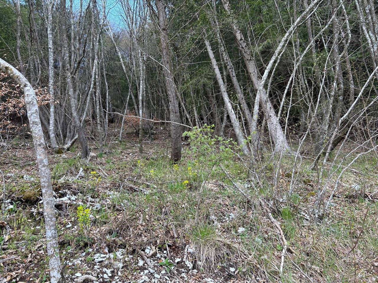 Terreno Agricolo in vendita a Borgo Valbelluna
