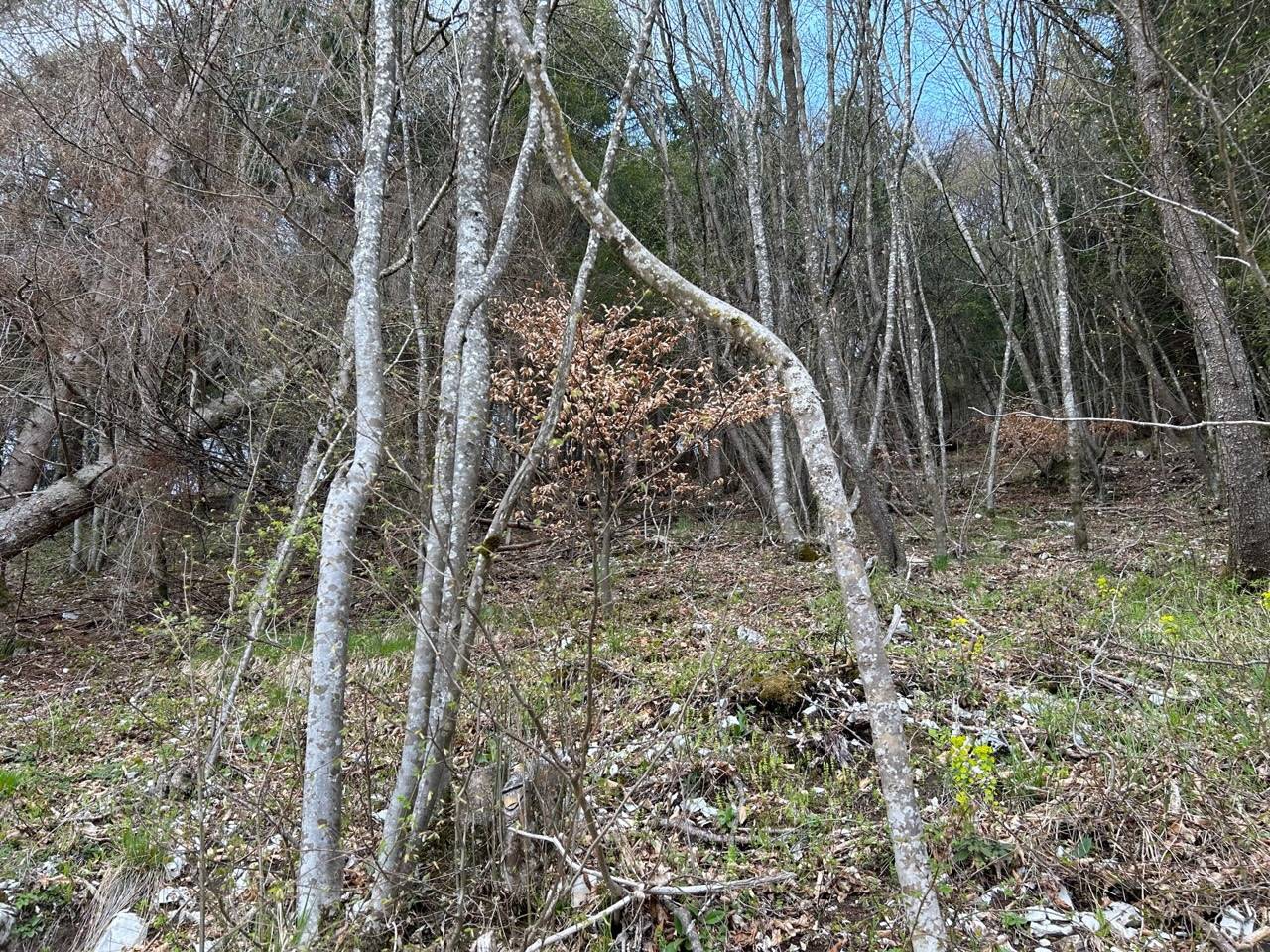 Terreno Agricolo in vendita a Borgo Valbelluna