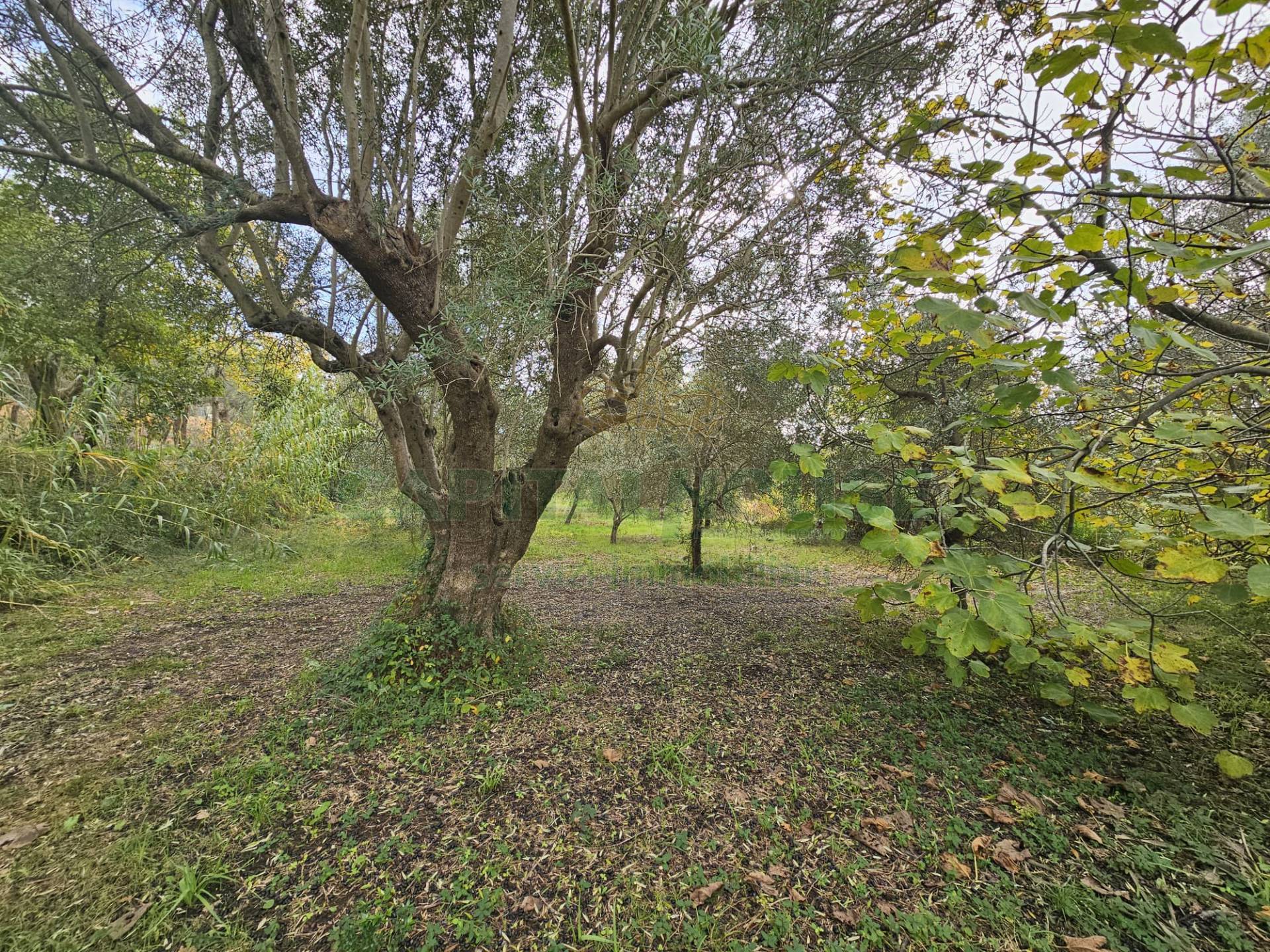 Terreno agricolo in vendita a Pastorano