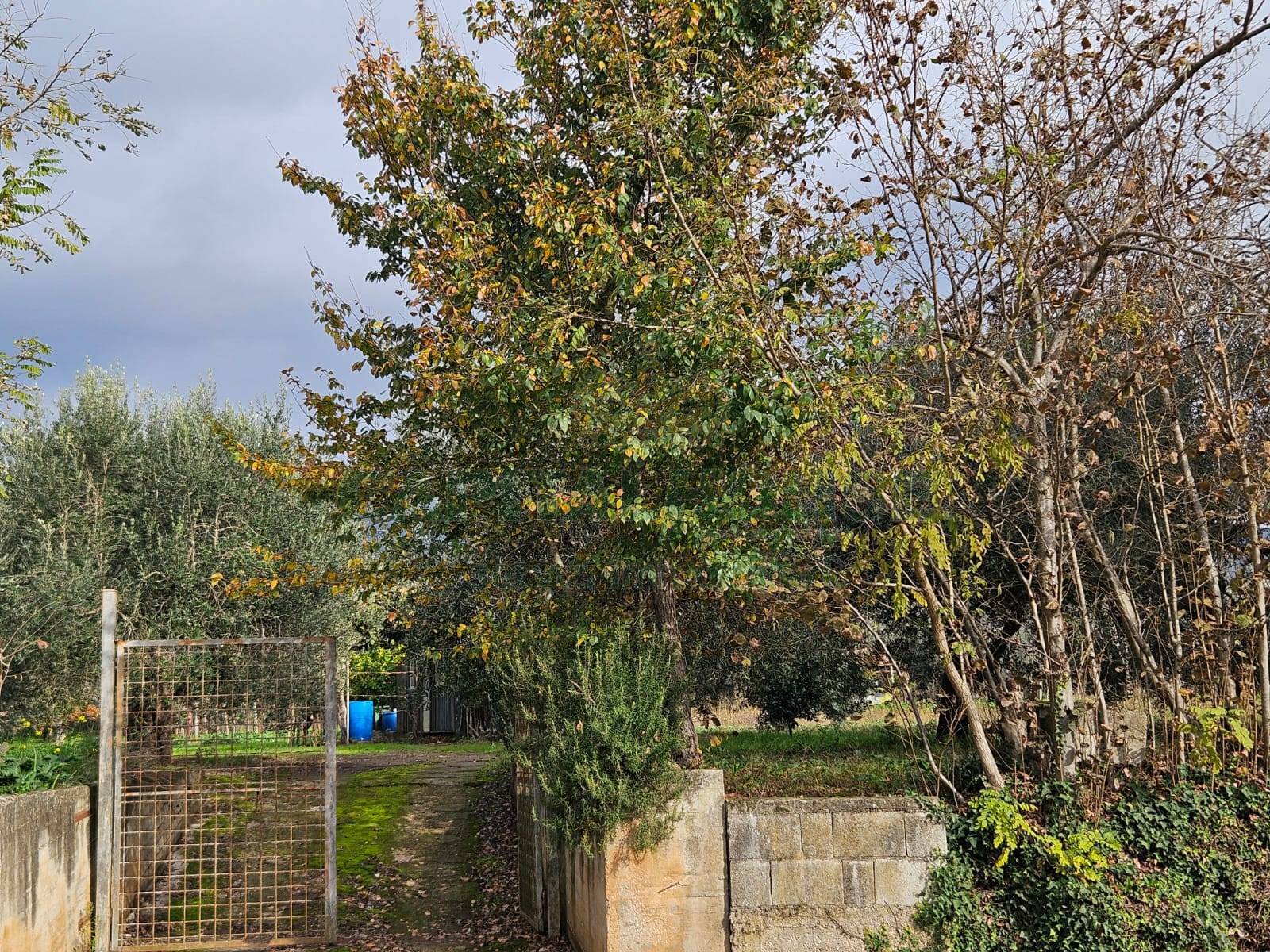 Terreno agricolo in vendita a Pastorano