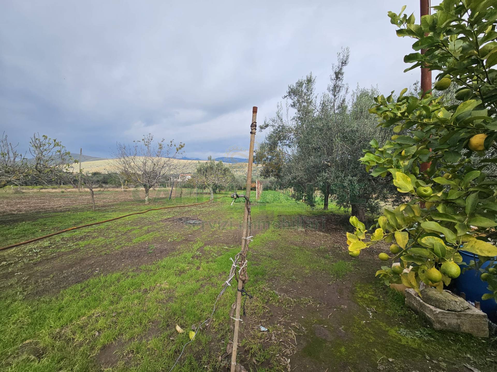 Terreno agricolo in vendita a Pastorano