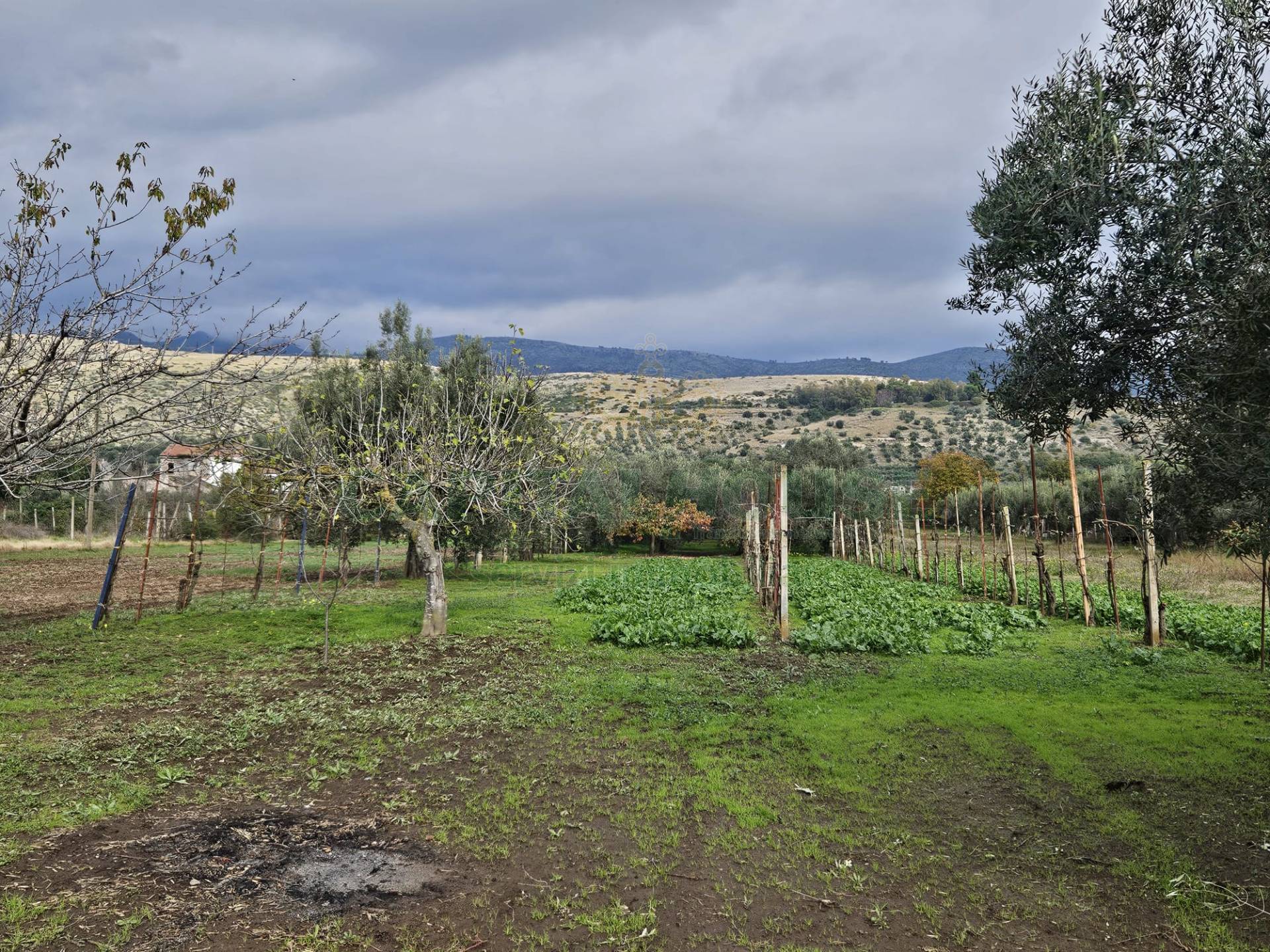 Terreno agricolo in vendita a Pastorano