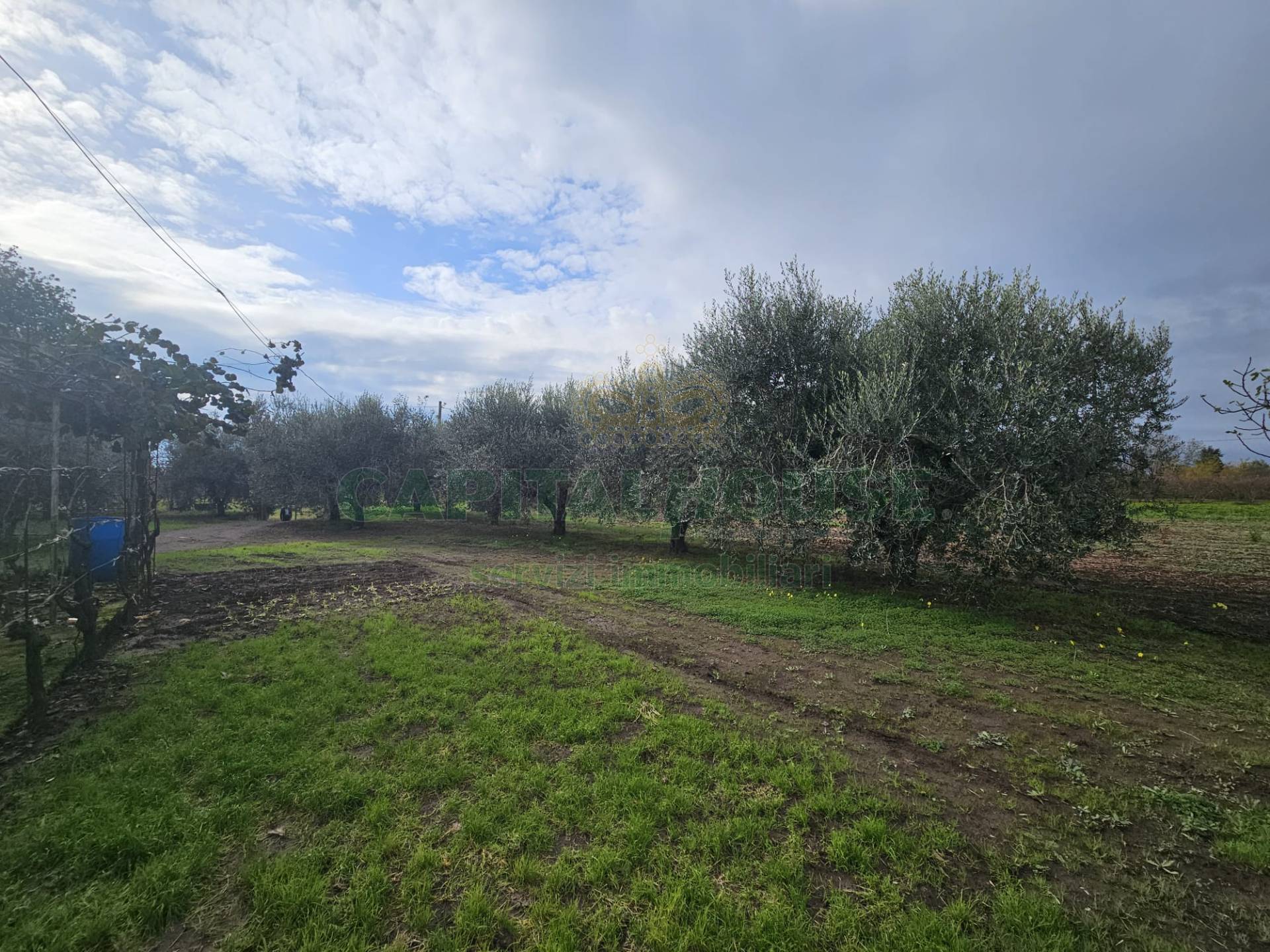 Terreno agricolo in vendita a Pastorano