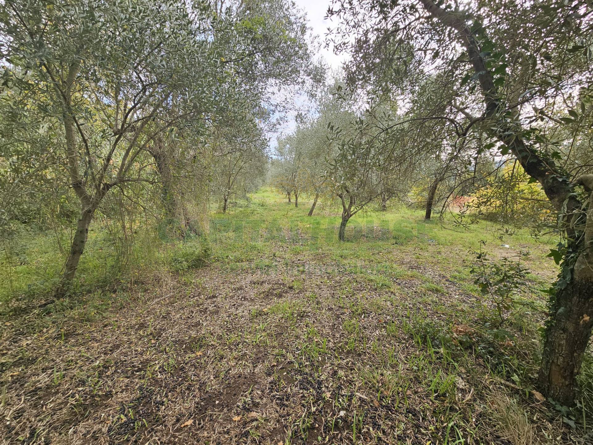 Terreno agricolo in vendita a Camigliano