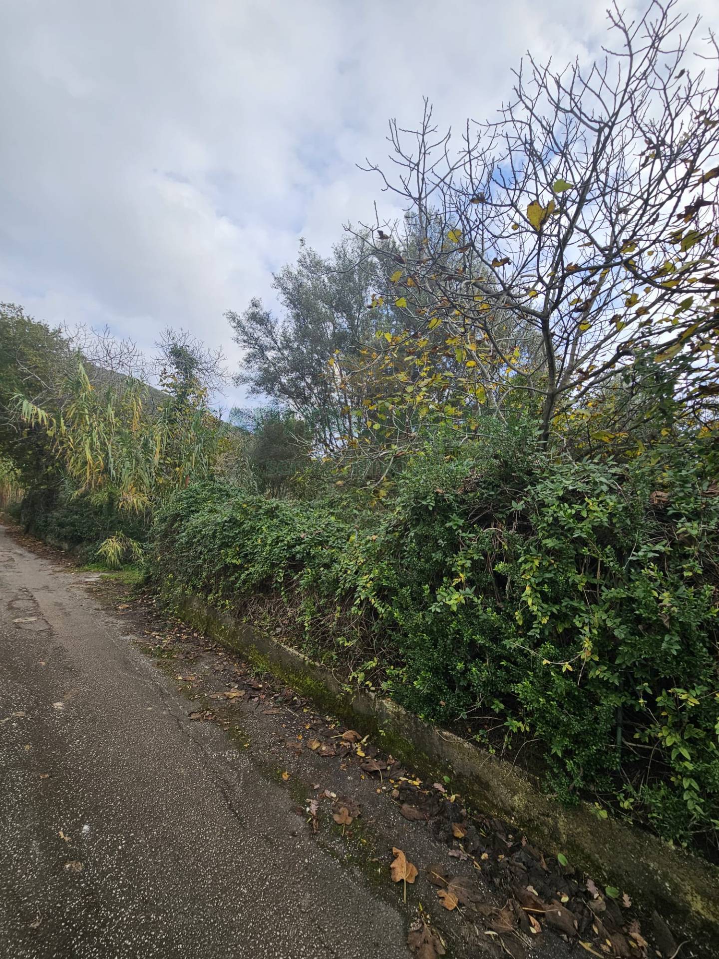 Terreno agricolo in vendita a Camigliano