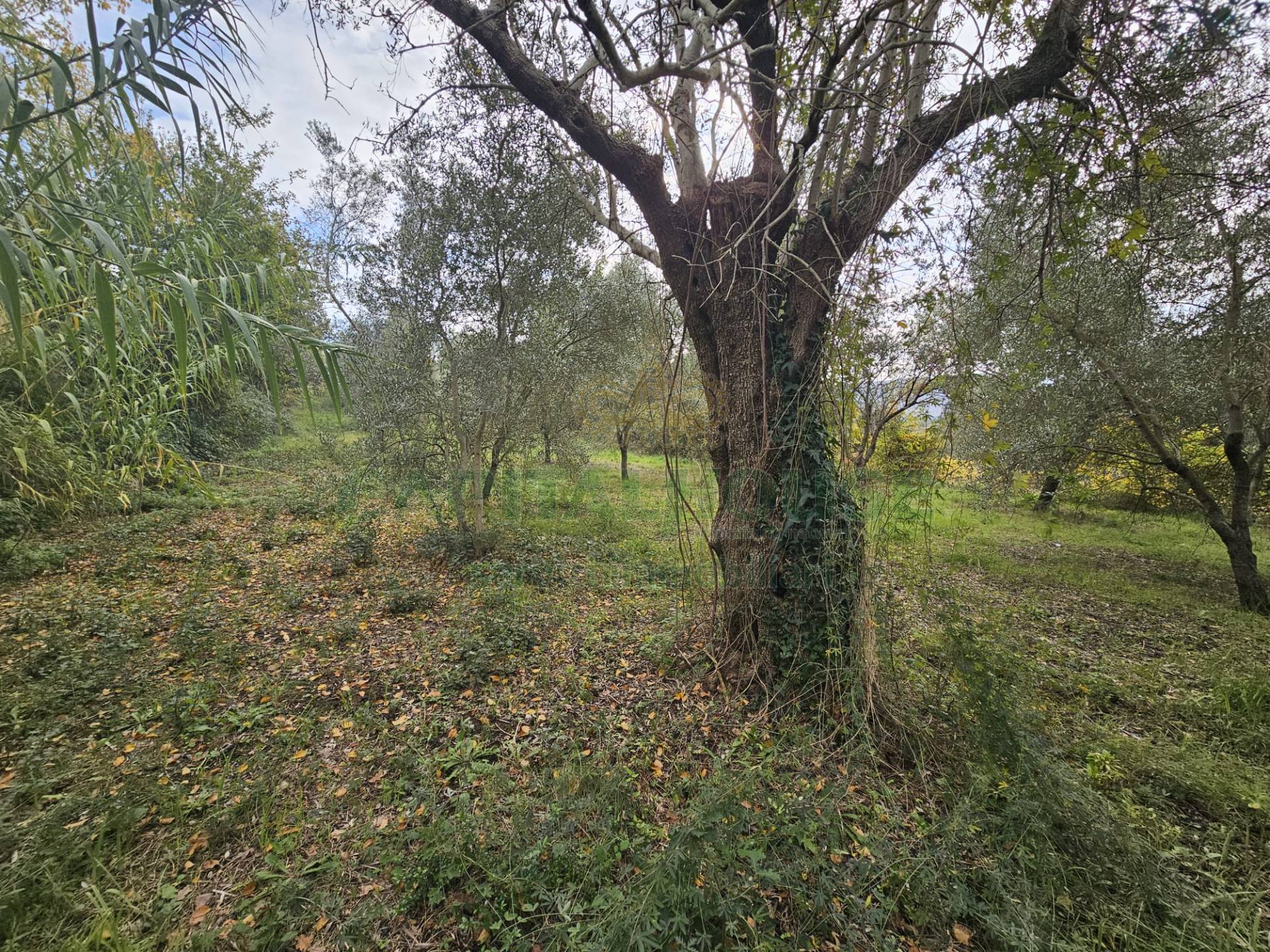 Terreno agricolo in vendita a Camigliano