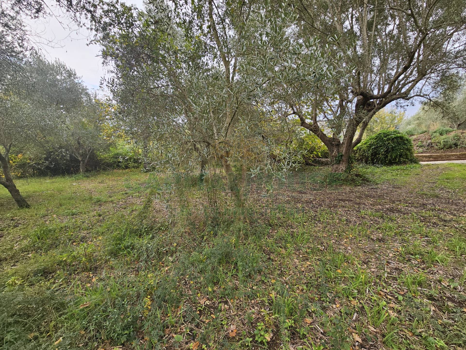Terreno agricolo in vendita a Camigliano