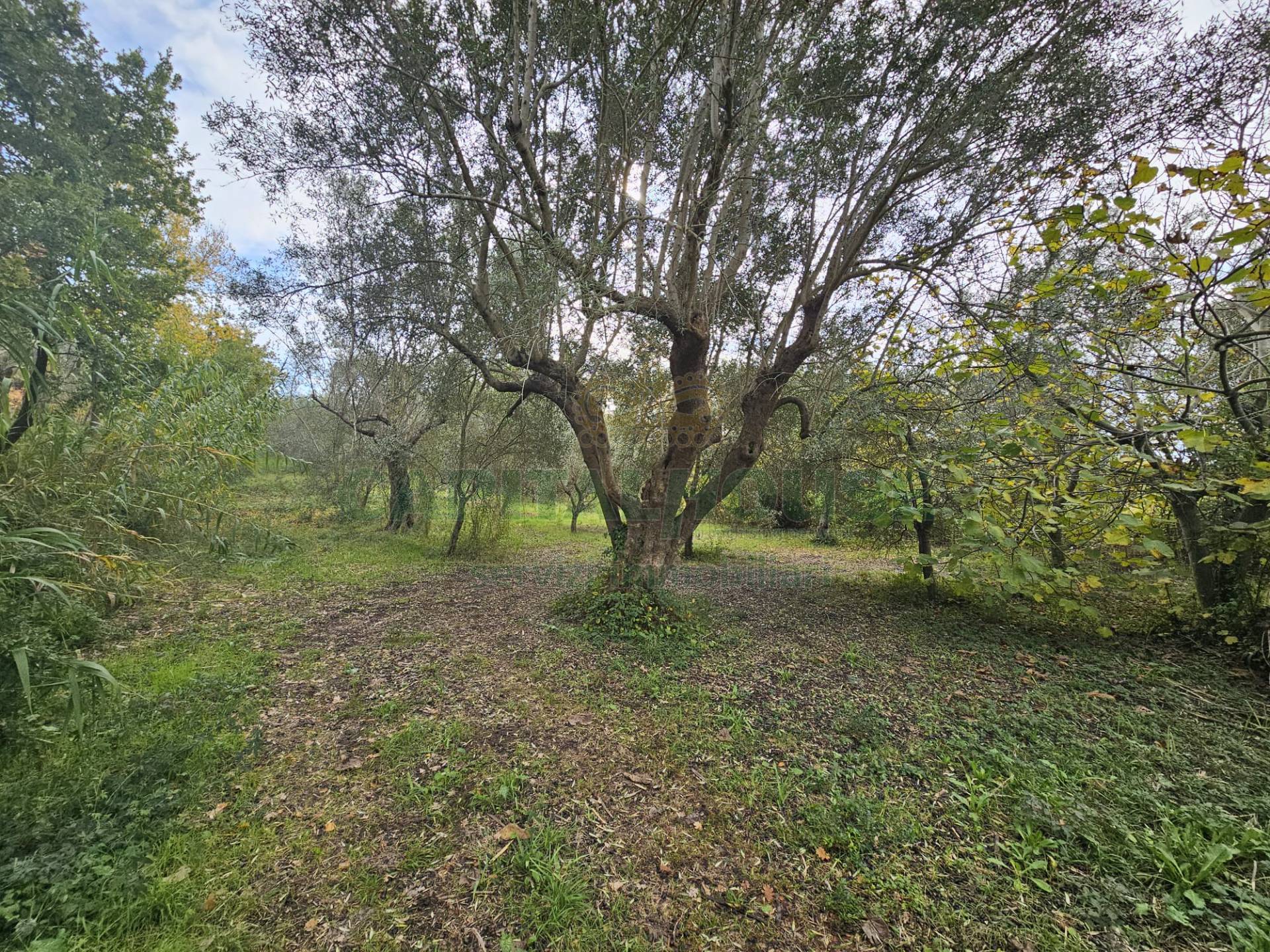 Terreno agricolo in vendita a Camigliano