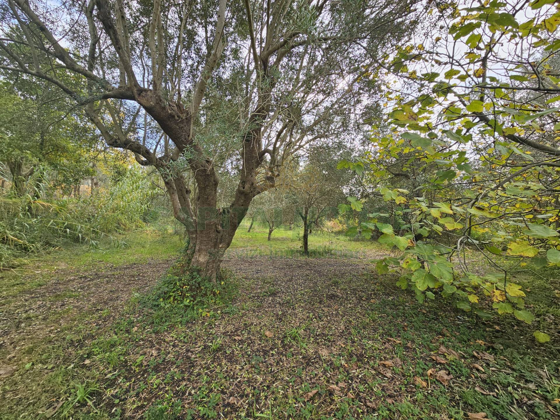 Terreno agricolo in vendita a Camigliano