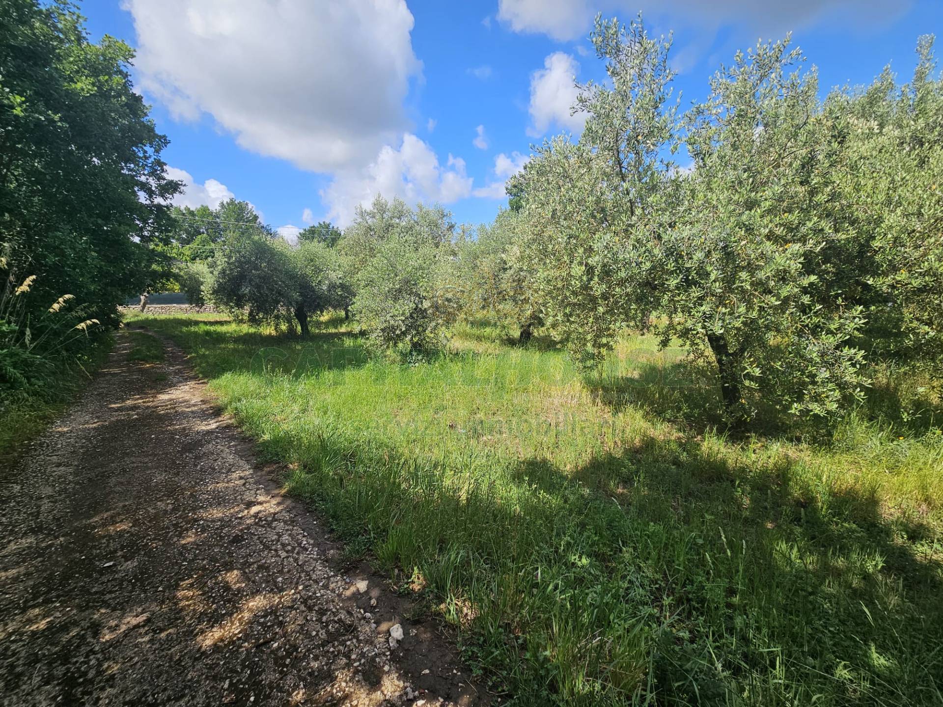 Terreno agricolo in vendita a Calvi Risorta, Visciano-Zuni
