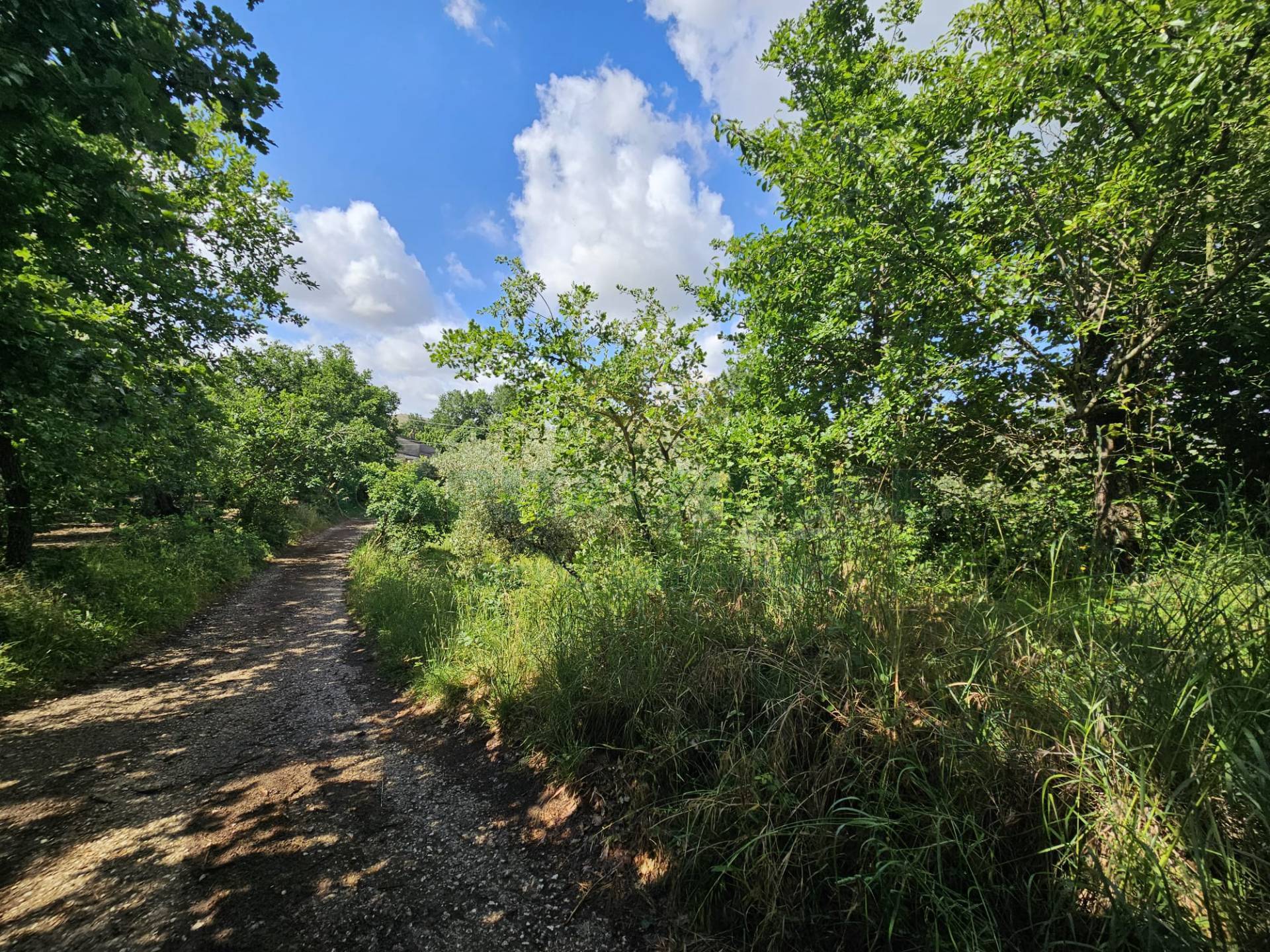 Terreno agricolo in vendita a Calvi Risorta, Visciano-Zuni