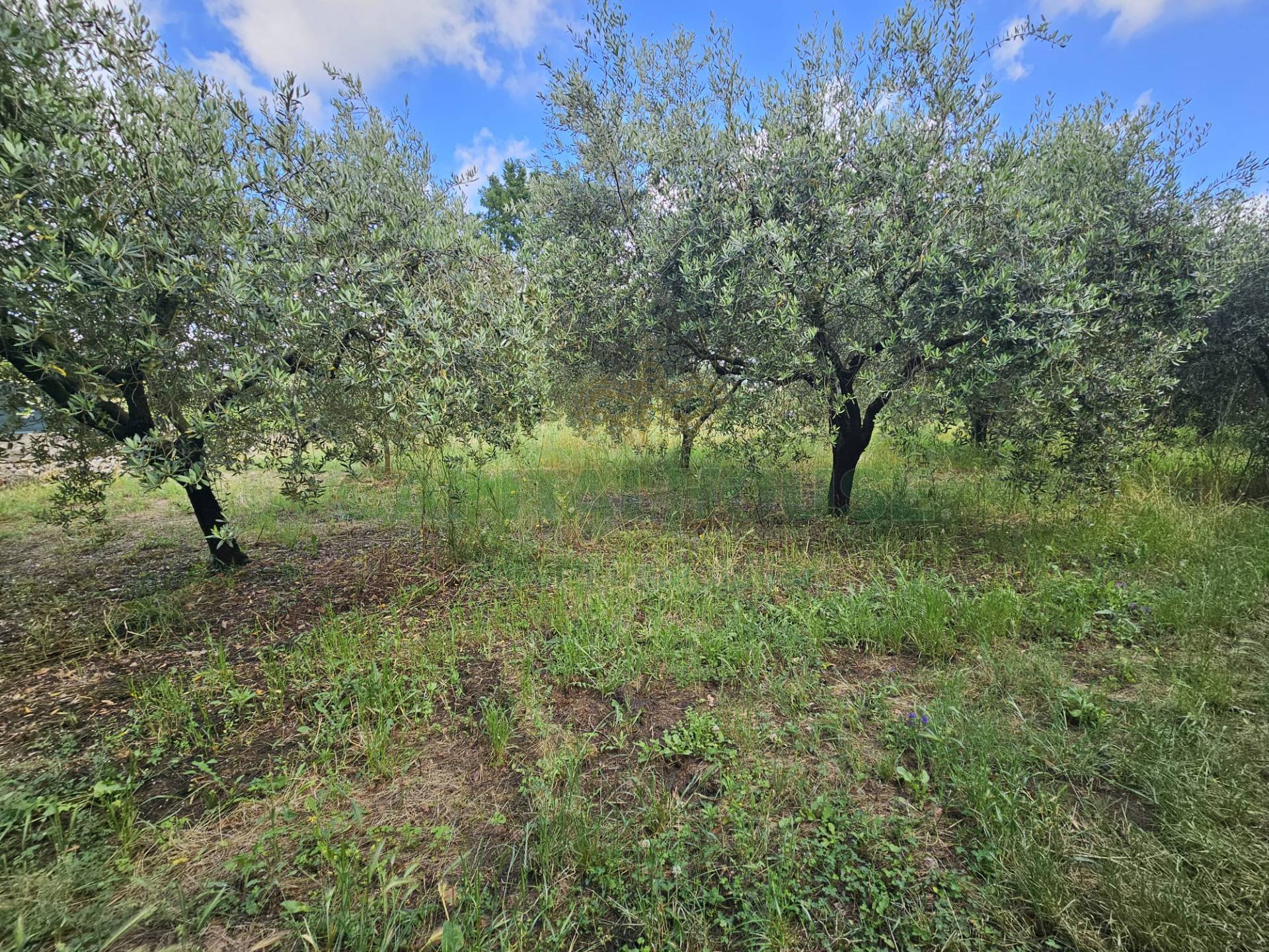 Terreno agricolo in vendita a Calvi Risorta, Visciano-Zuni