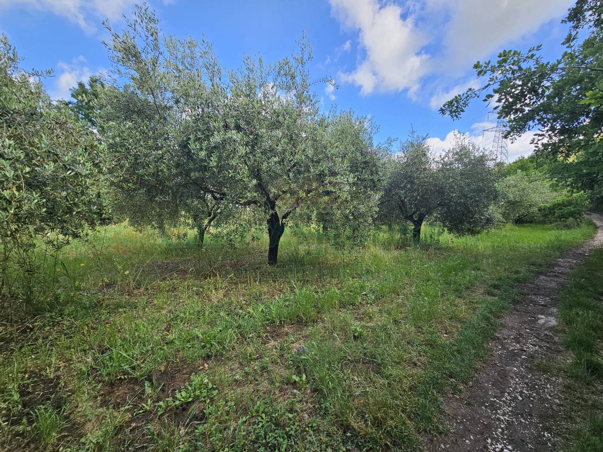 Terreno agricolo in vendita a Calvi Risorta, Visciano-Zuni
