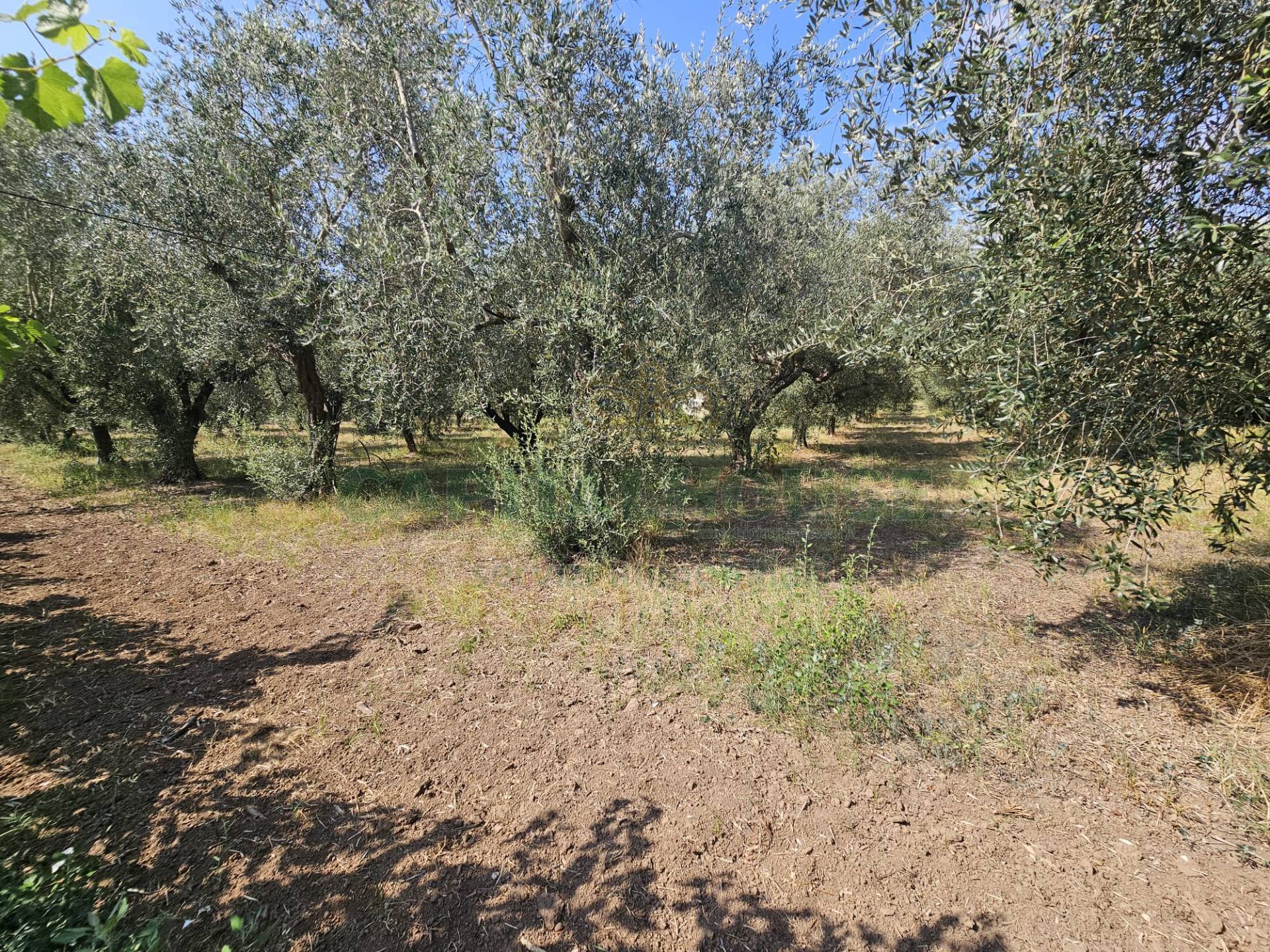 Villa in vendita a Pignataro Maggiore