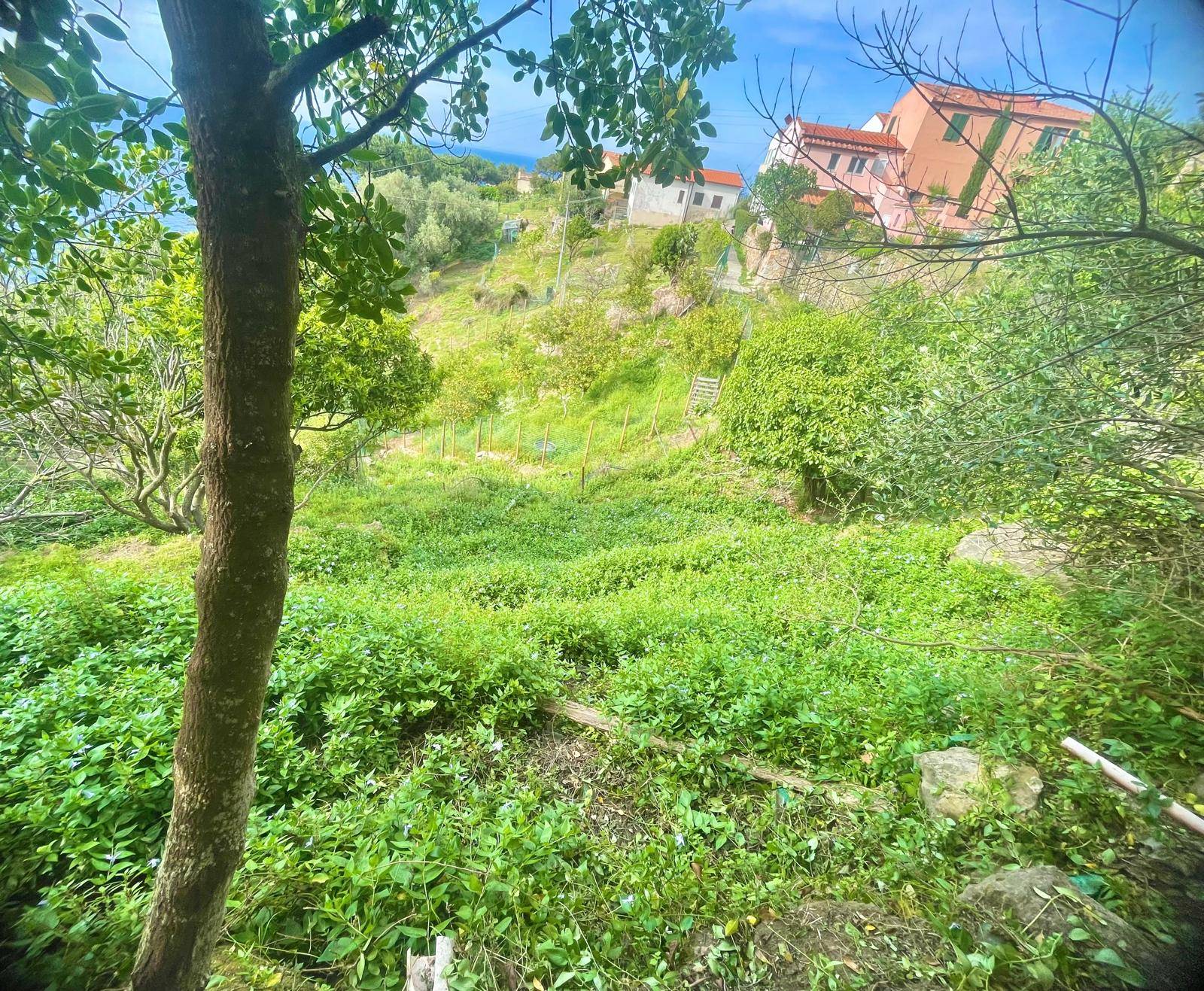 Lotto in vendita a Marciana, Patresi