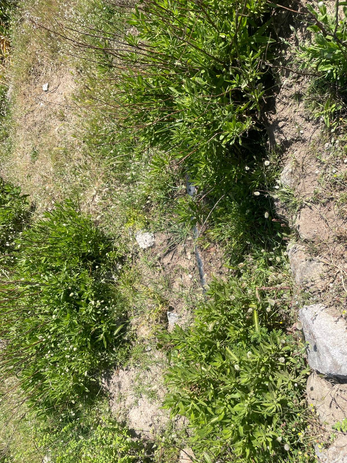 Terreno Agricolo in vendita a Marciana, Patresi