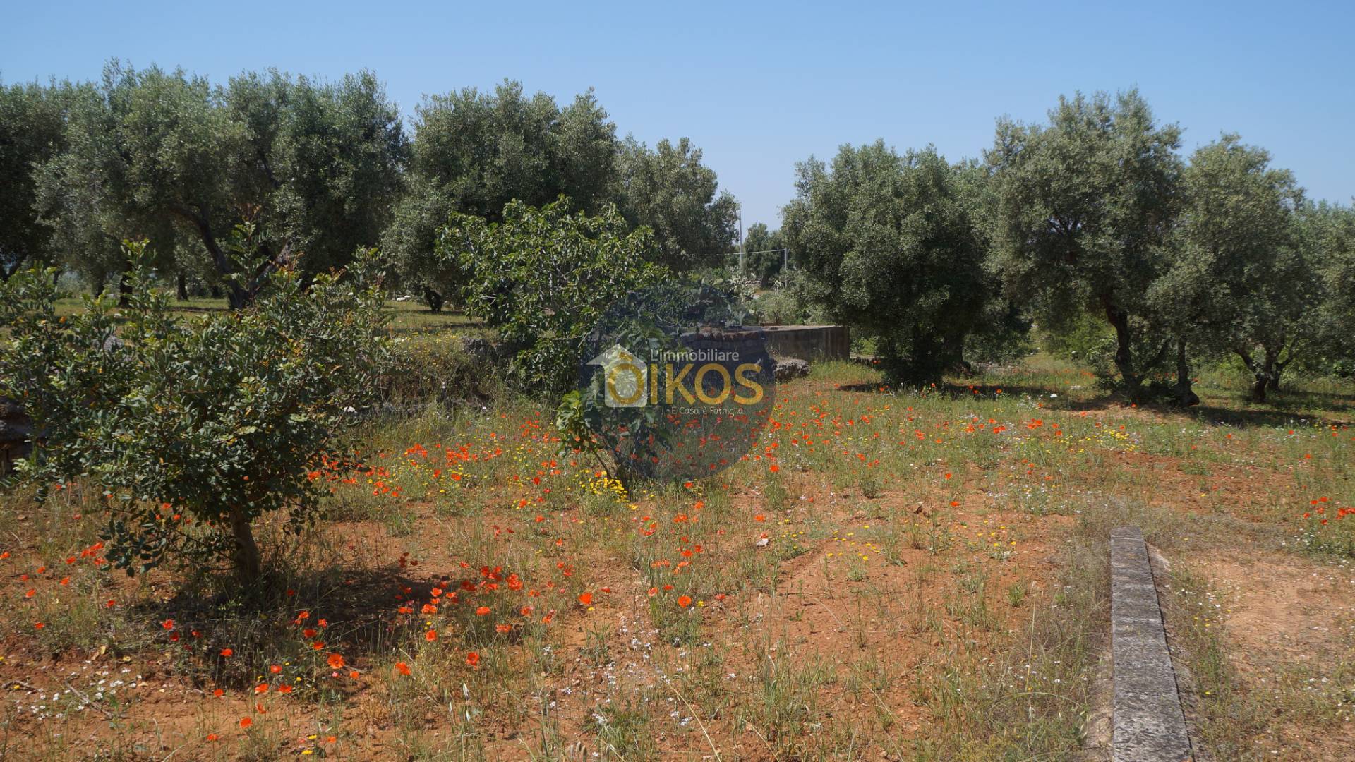 Terreno Agricolo in vendita a Fasano, Pezze Di Greco