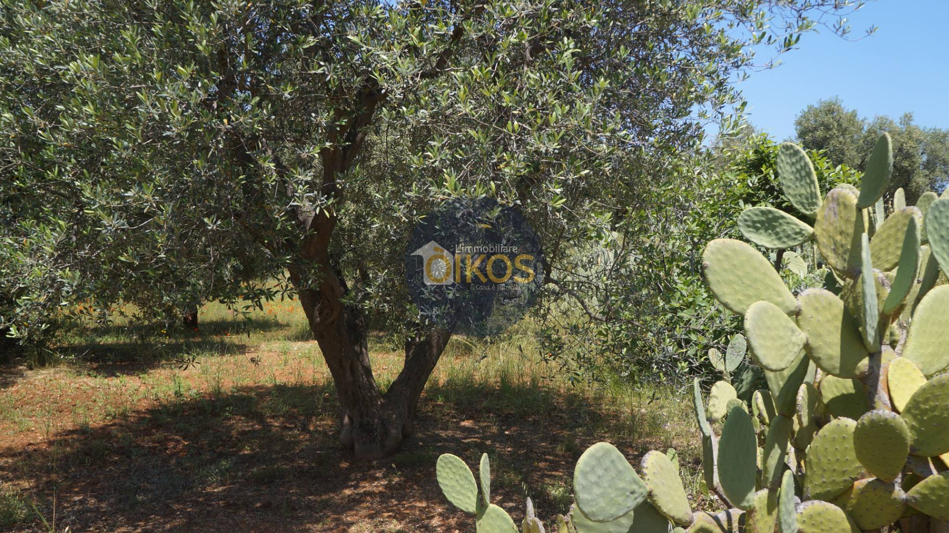 Terreno Agricolo in vendita a Fasano, Pezze Di Greco