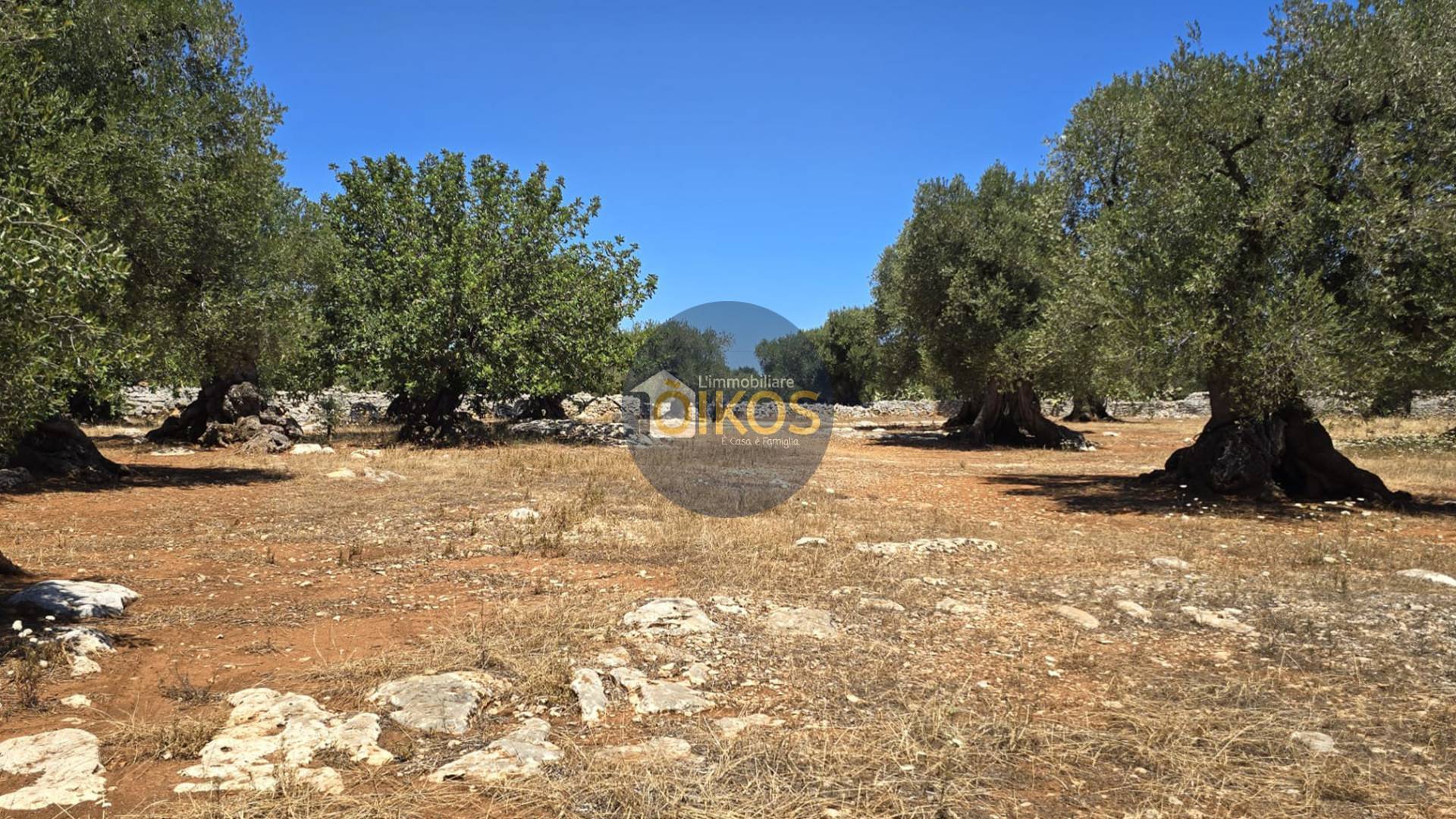 Terreno Agricolo in vendita a Monopoli