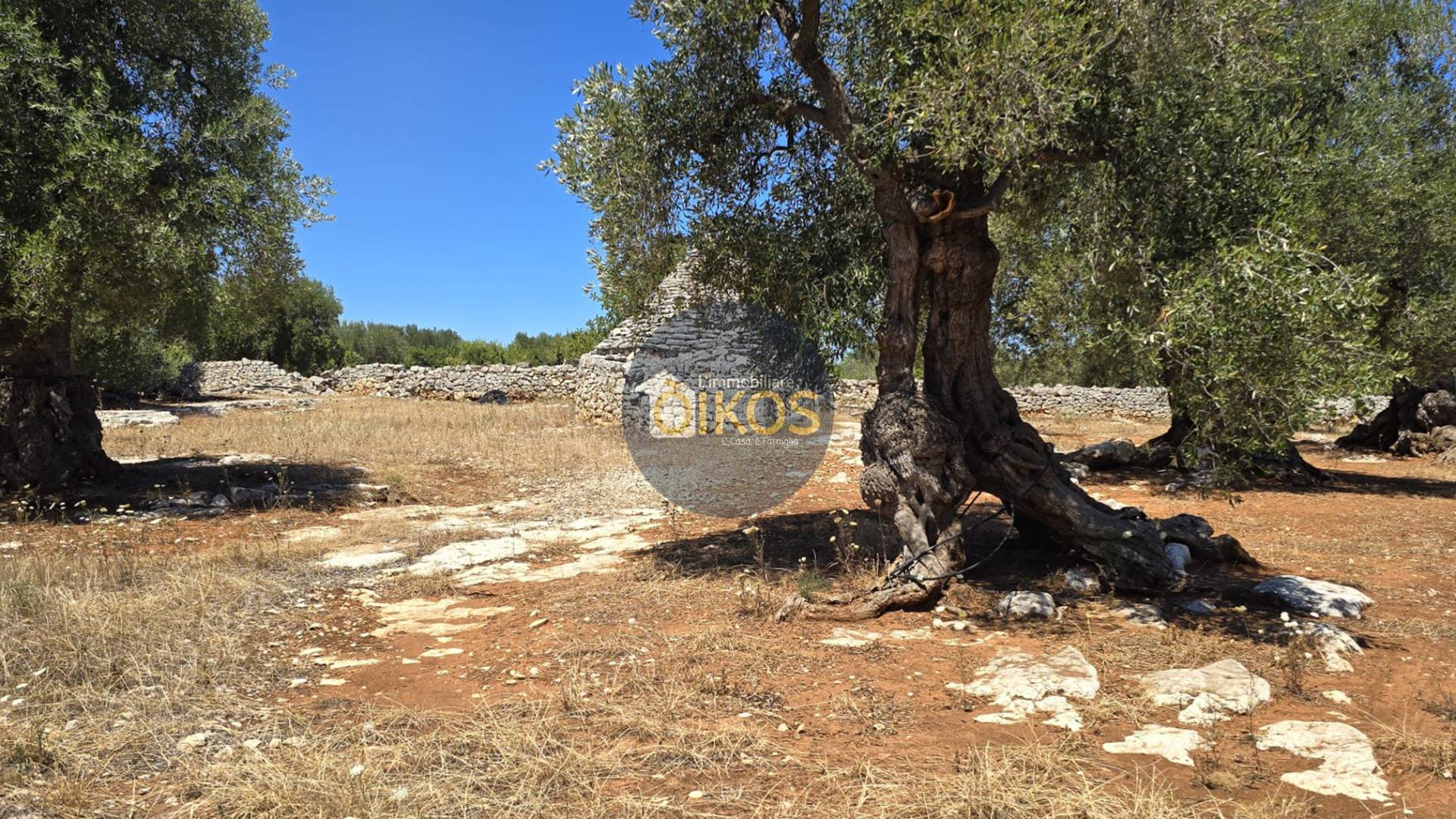 Terreno Agricolo in vendita a Monopoli