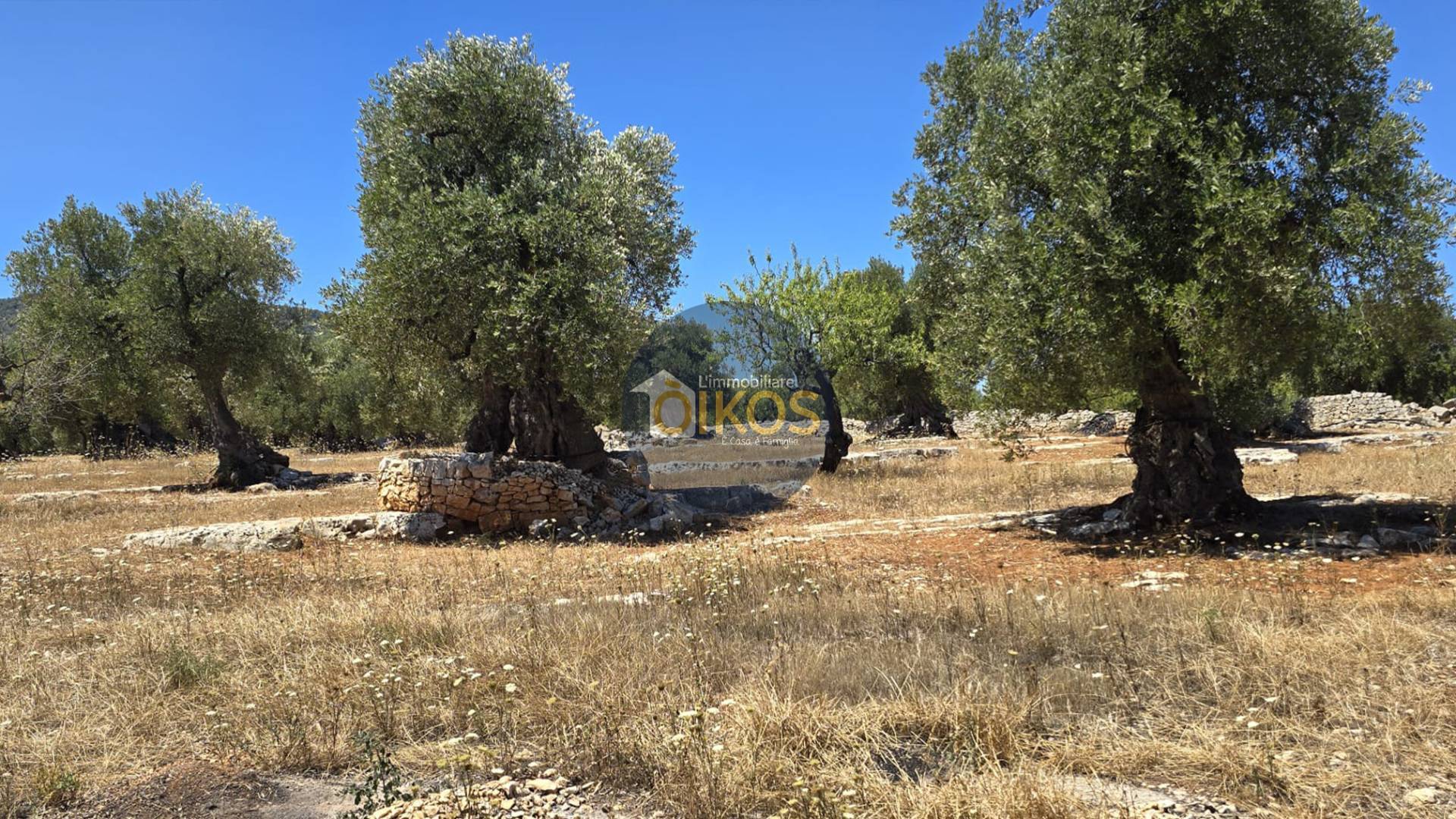Terreno Agricolo in vendita a Monopoli