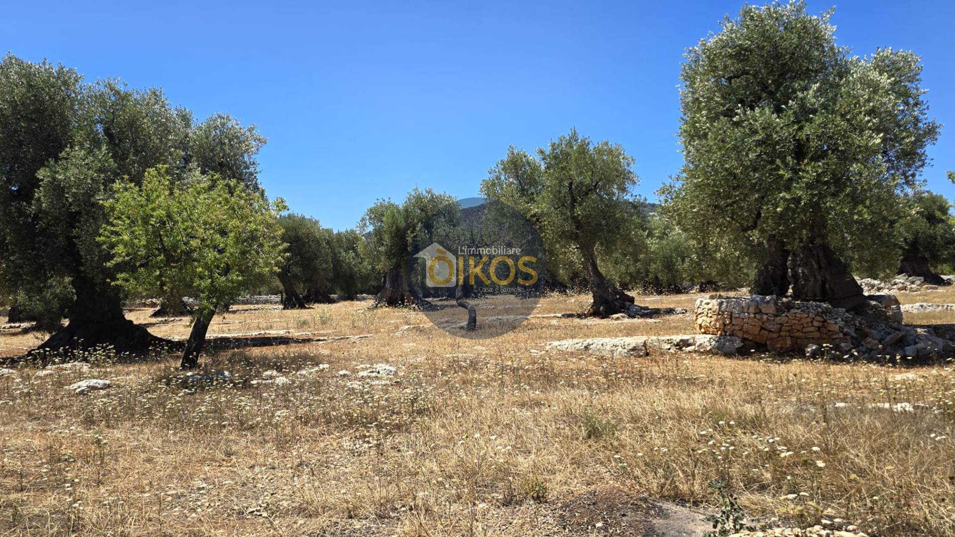 Terreno Agricolo in vendita a Monopoli