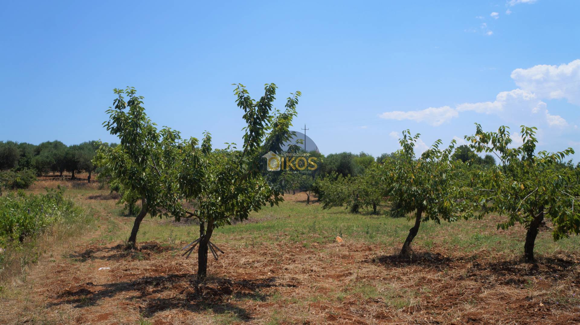 Terreno Agricolo in vendita a Monopoli